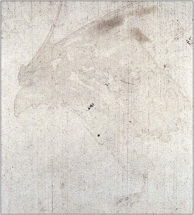 A photo of a stain found on a city sidewalk—with a form interpreted as resembling a bird.