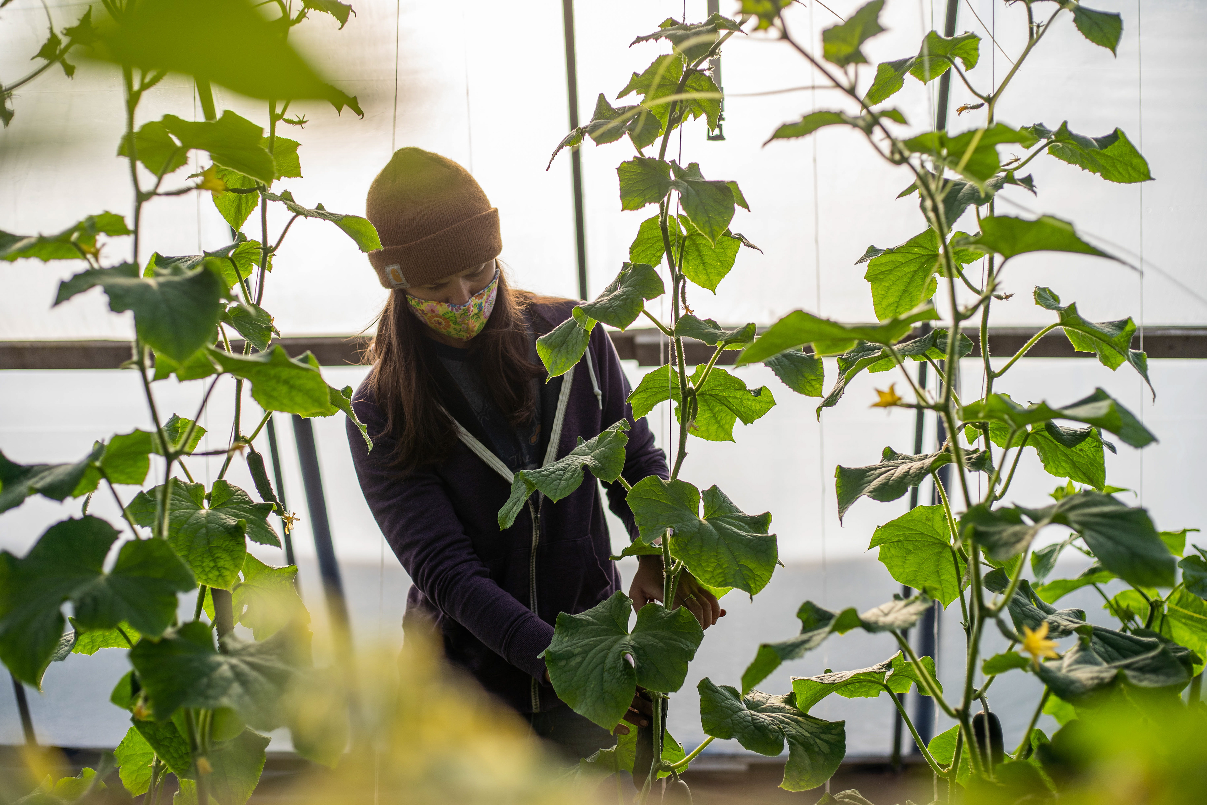 Green Wagon Farm employee Danielle Sidor cuts cucumbers at the farm in Ada.