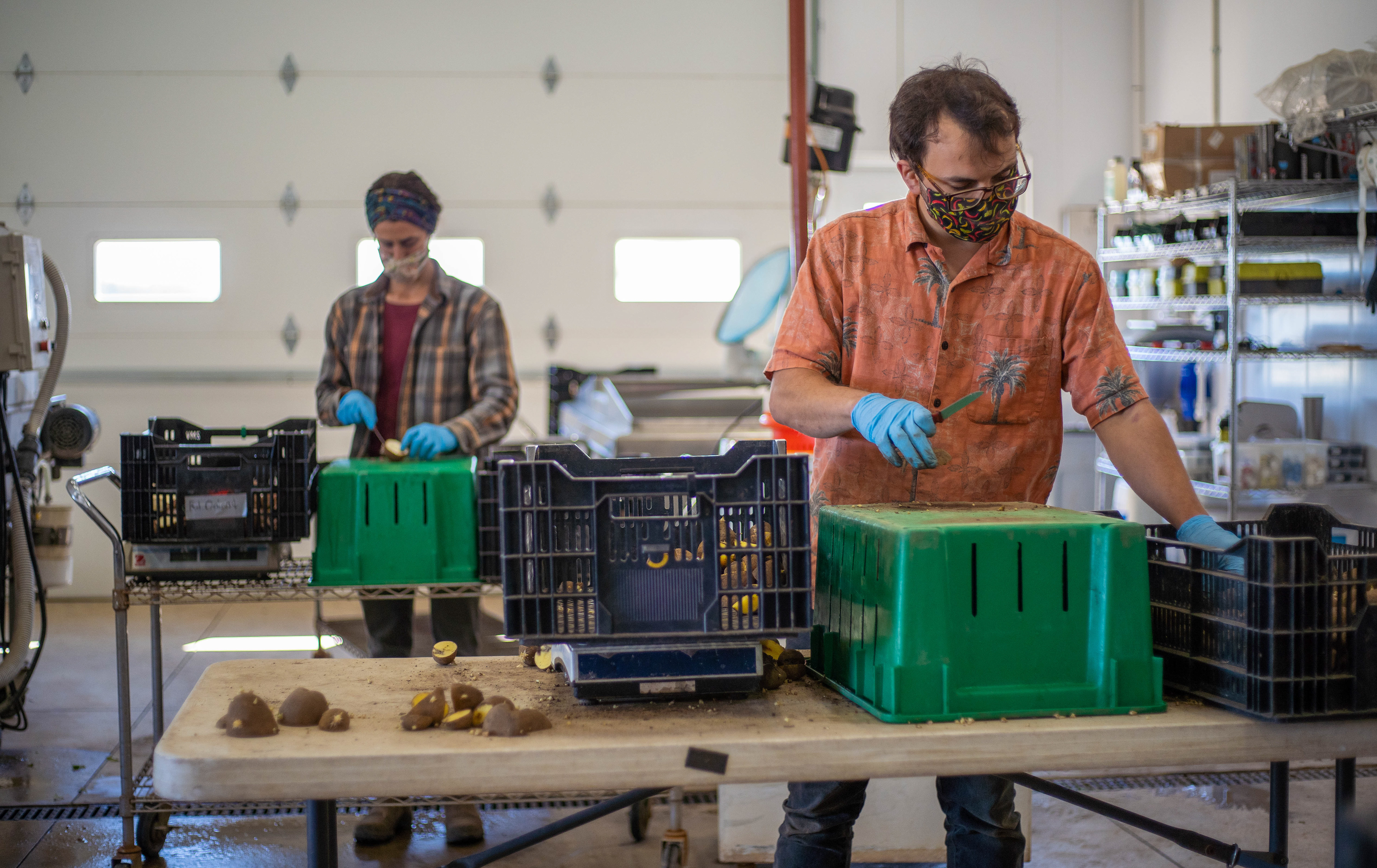 Green Wagon Farm employees Laurie Kensler (left) and Sam Bender (right) cut up potatoes at the farm in Ada on Wednesday, May 6, 2020, in preparation for planting. Since the coronavirus pandemic, Green Wagon Farm implemented use of masks while indoors or around others at the farm.