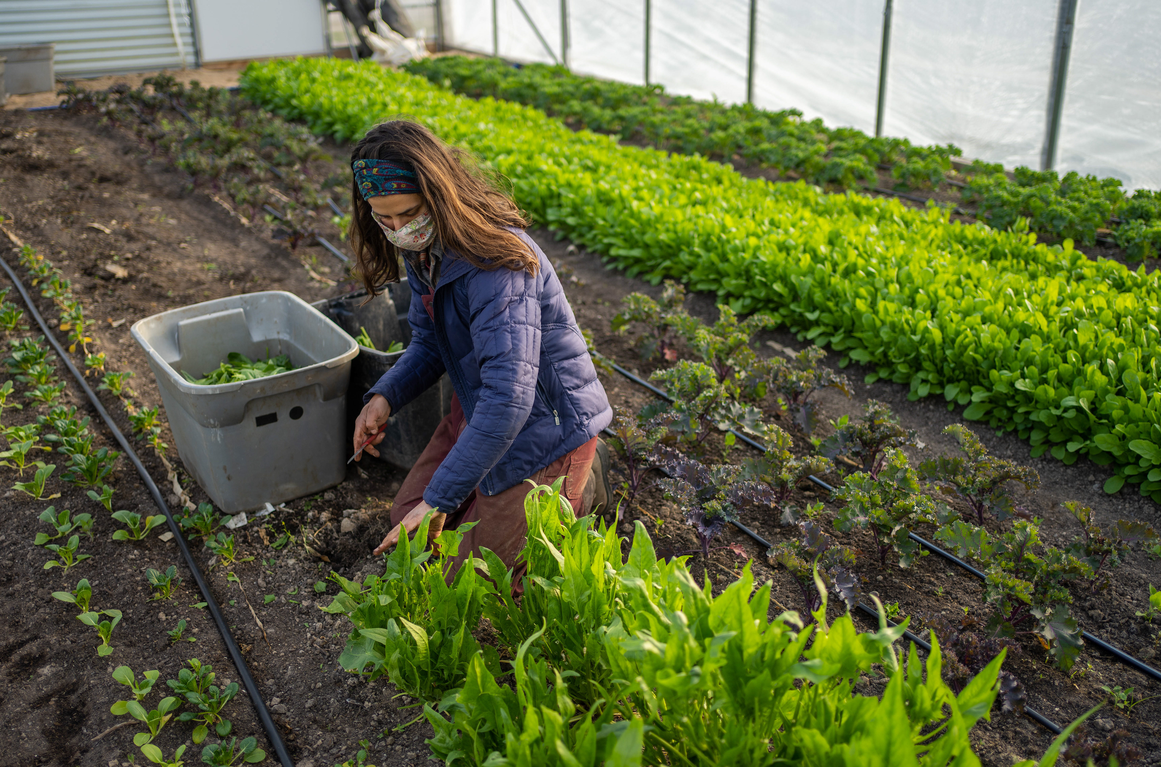 Laurie Kinsler harvests spinach in the greenhouse.