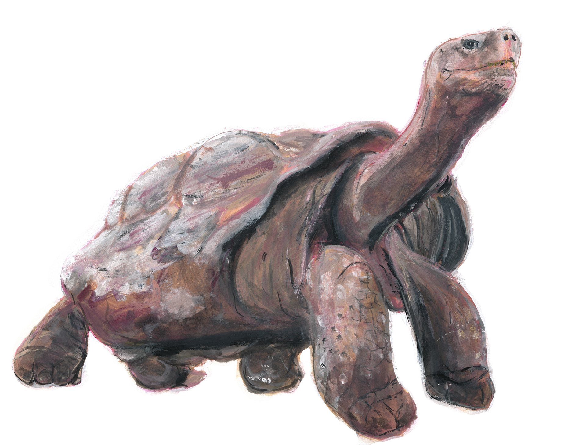 ガラパゴスゾウガメ