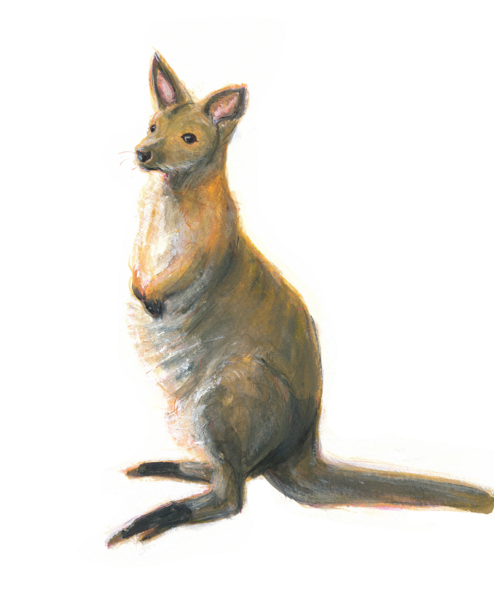 アカカンガルー