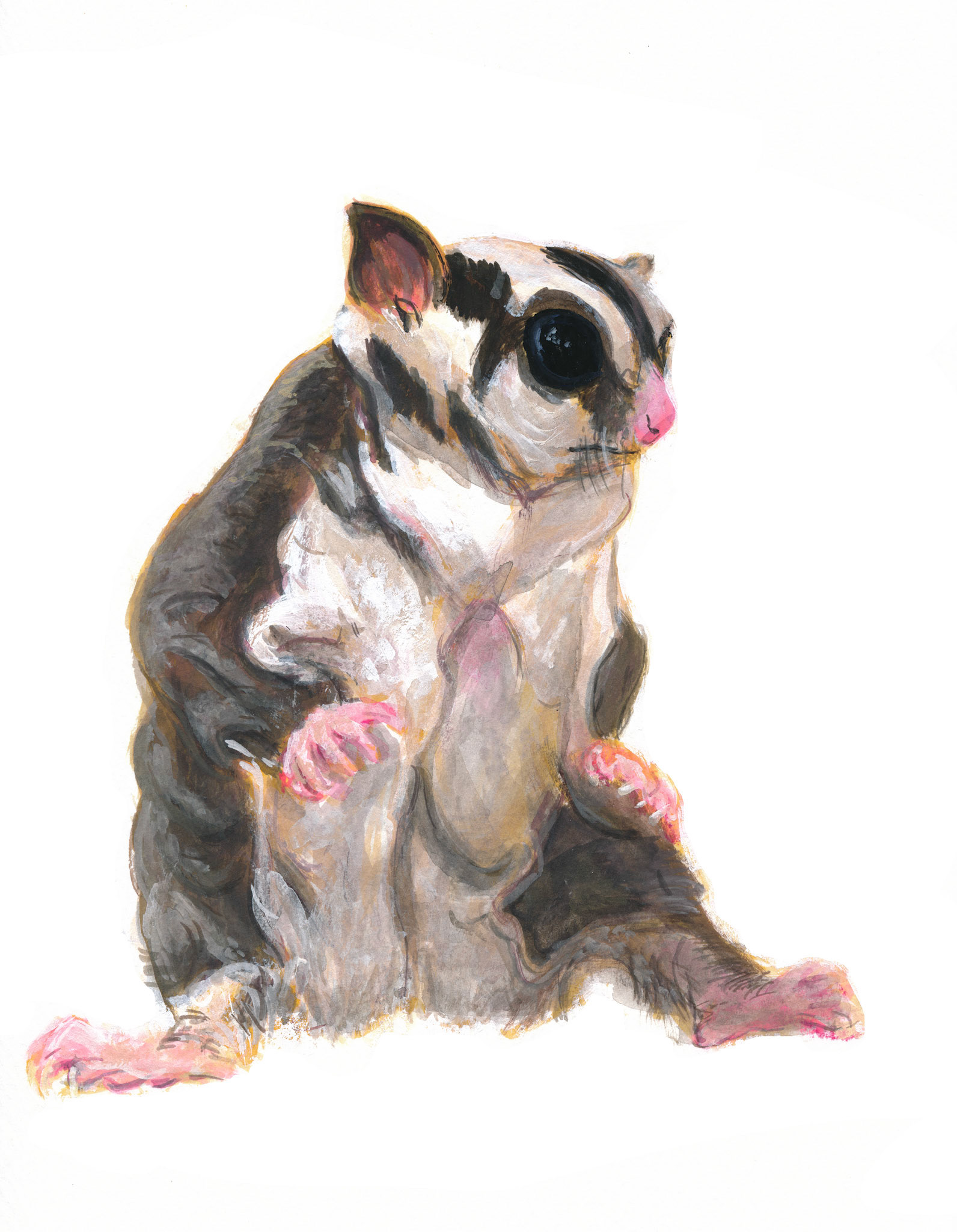 フクロモモンガ