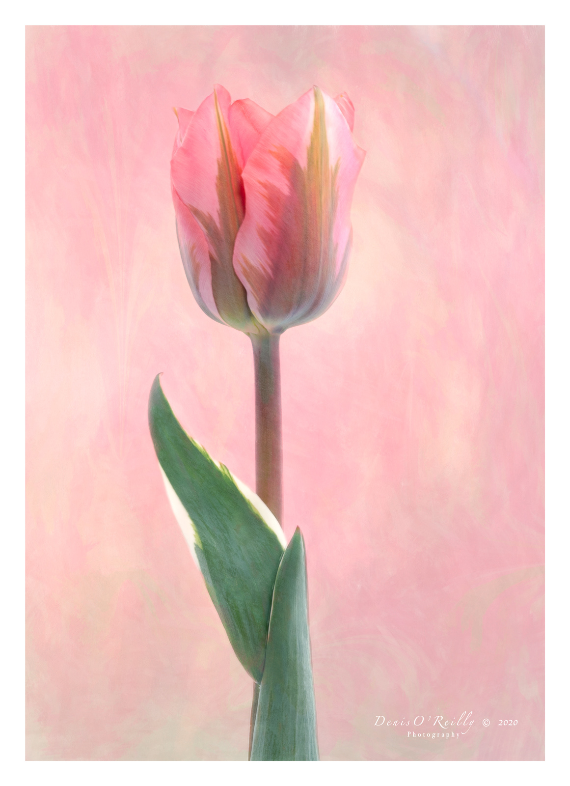 Tulip