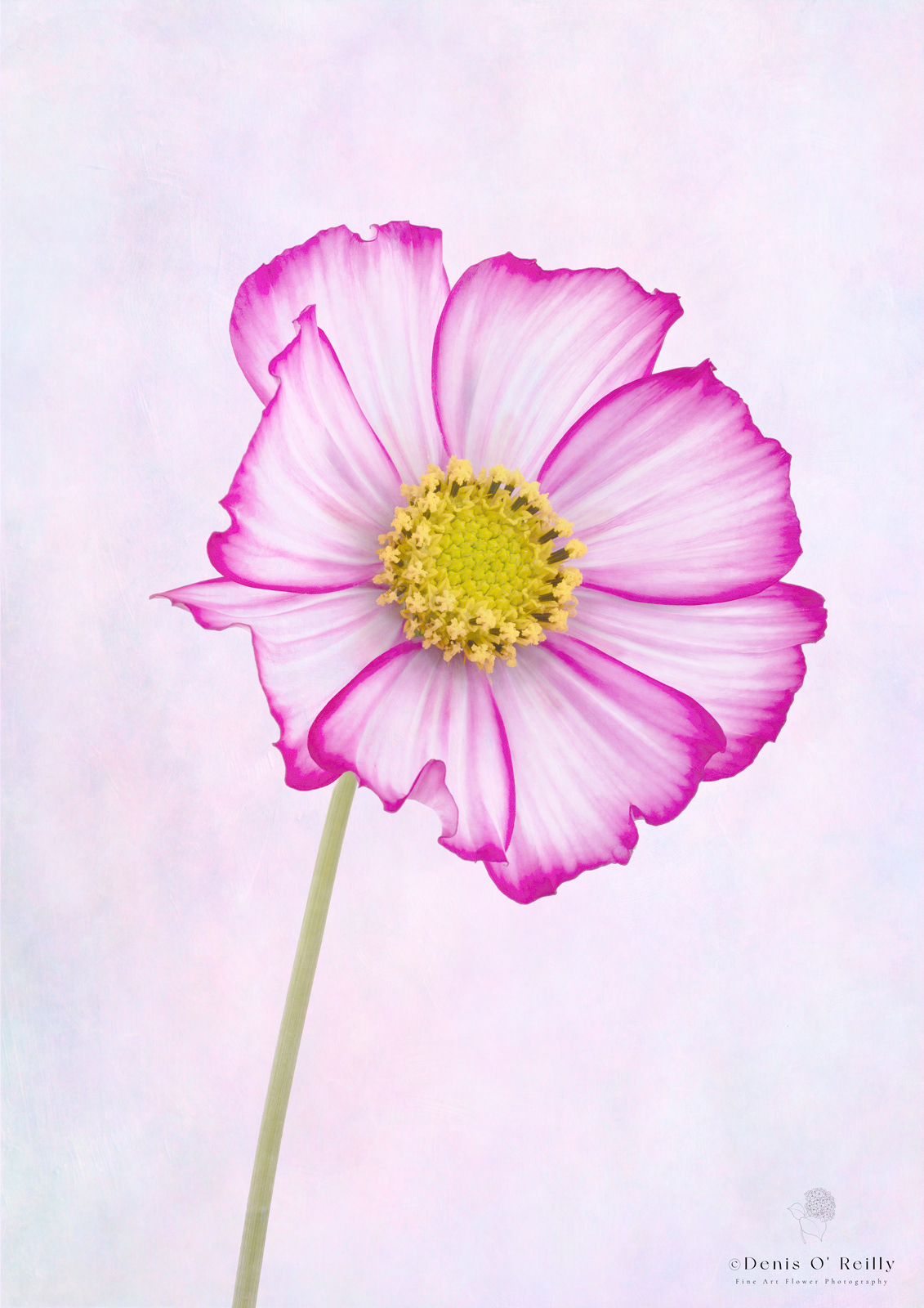 Summer Cosmos