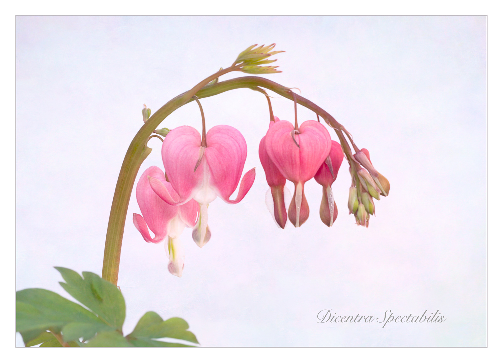 Dicentra