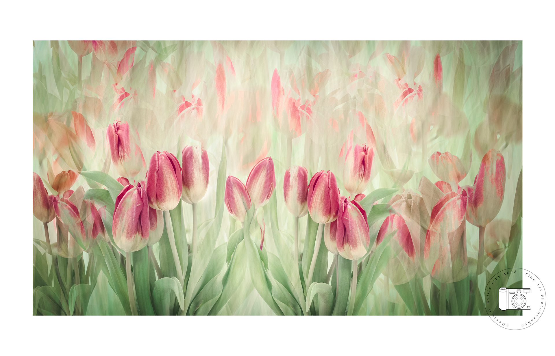 The Tulip Garden