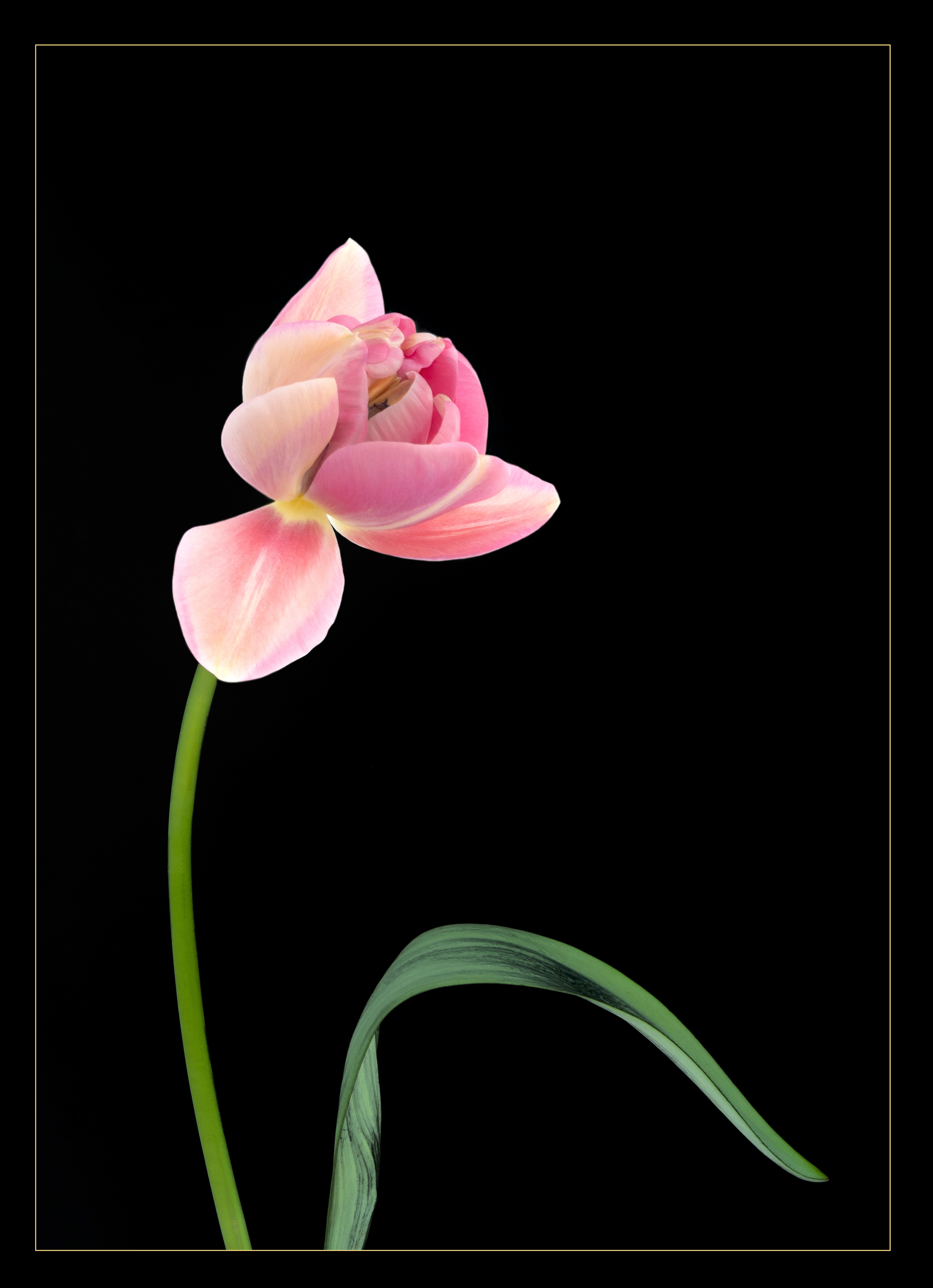 Tulip