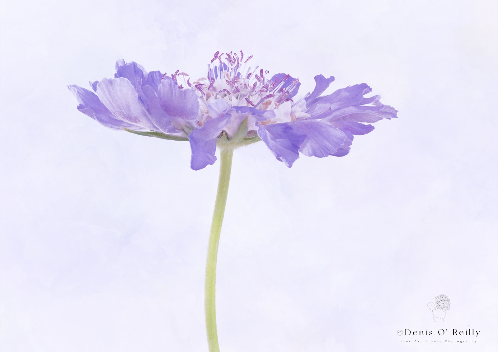 Scabiosa