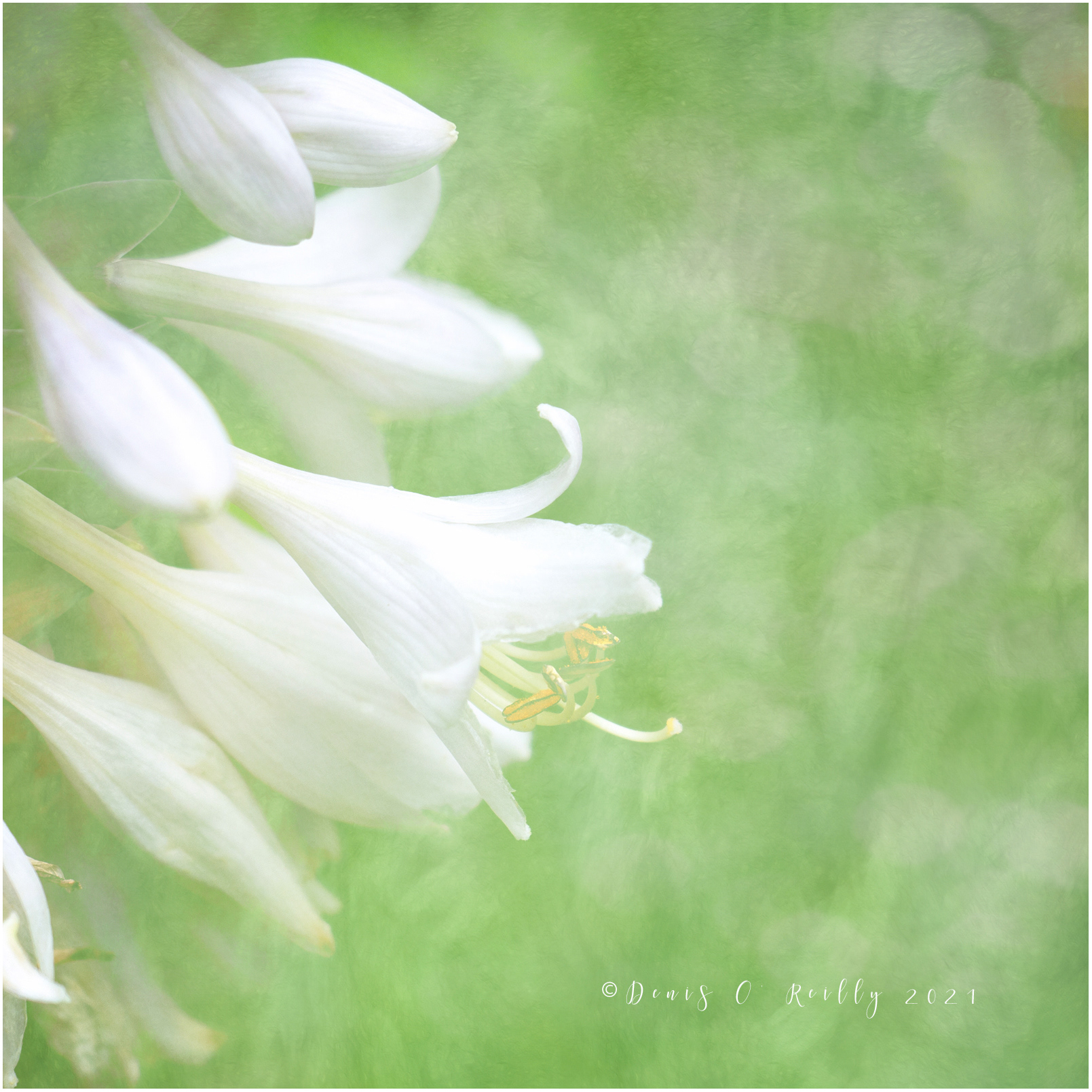 Hosta
