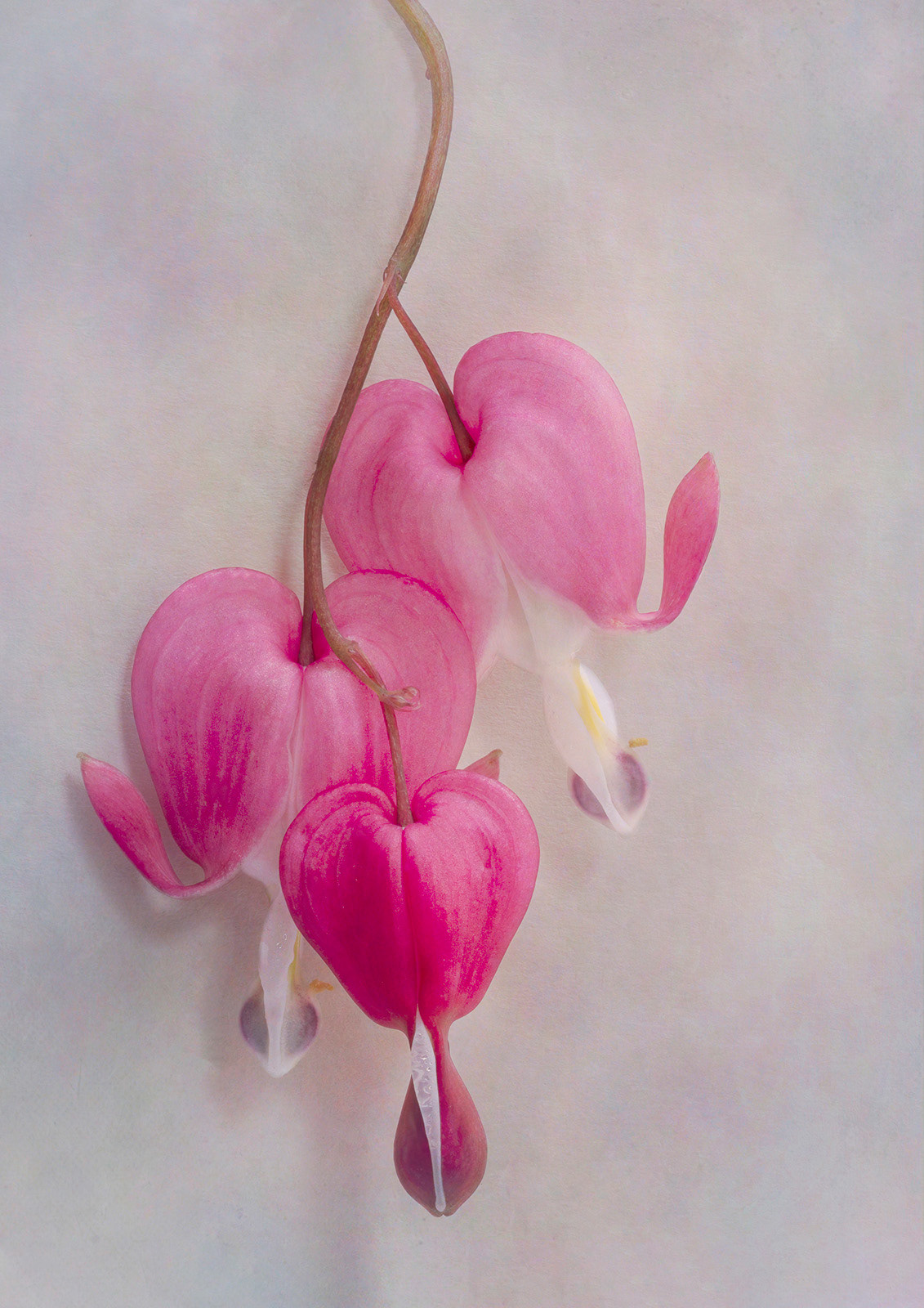 Dicentra