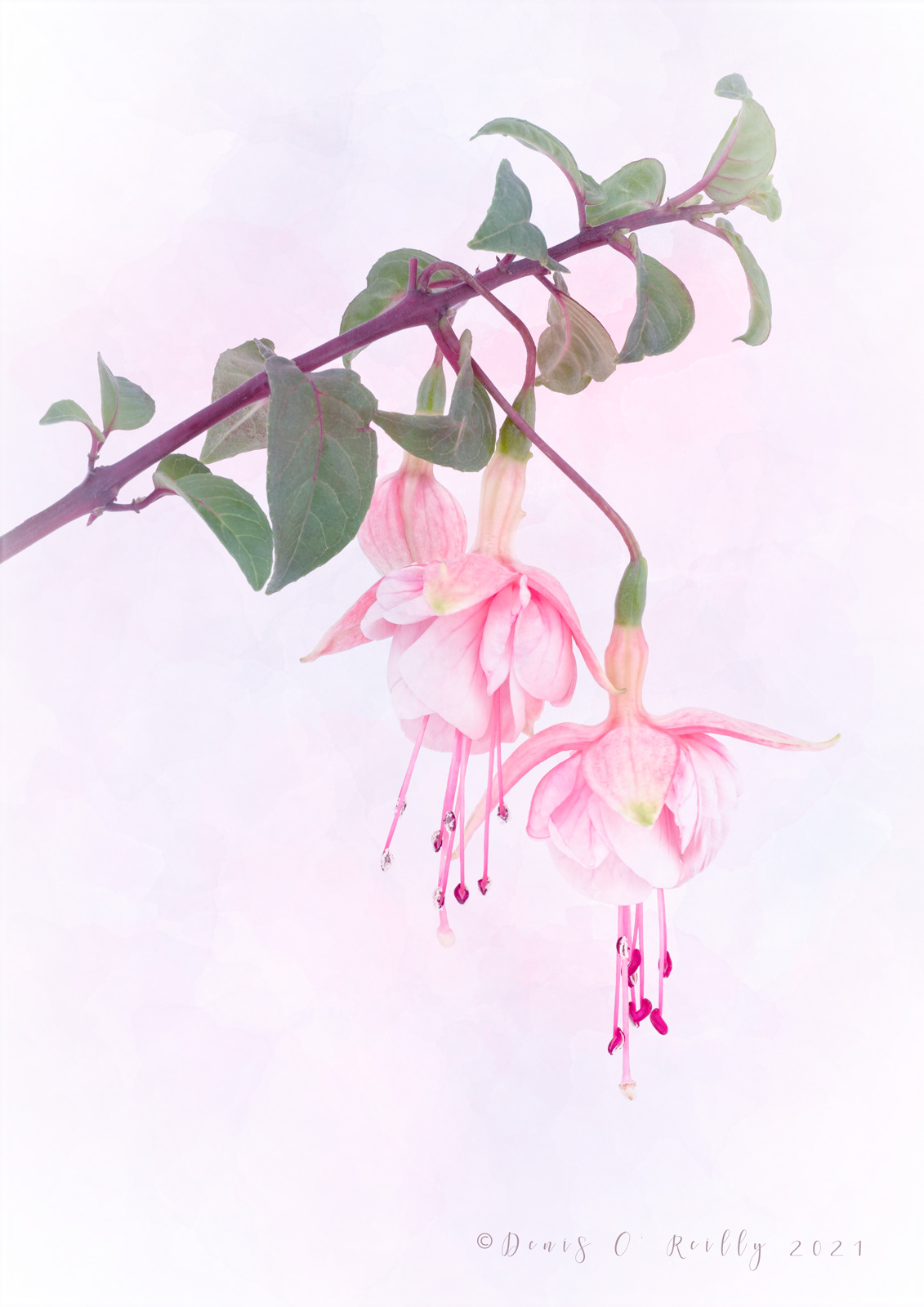 Fuchsia