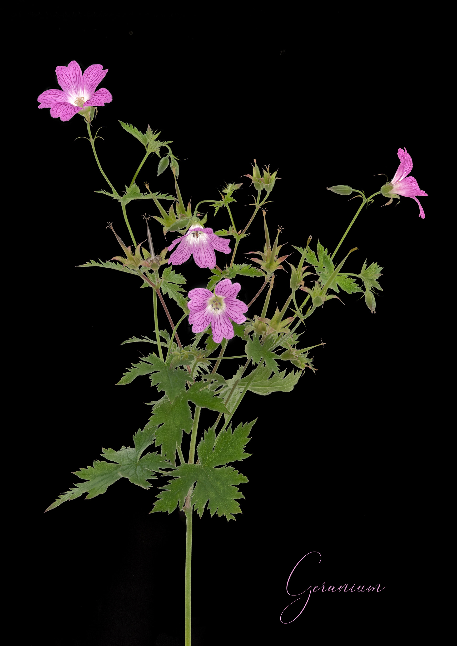 Geranium