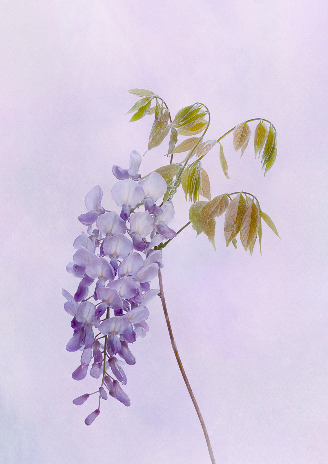 Wisteria