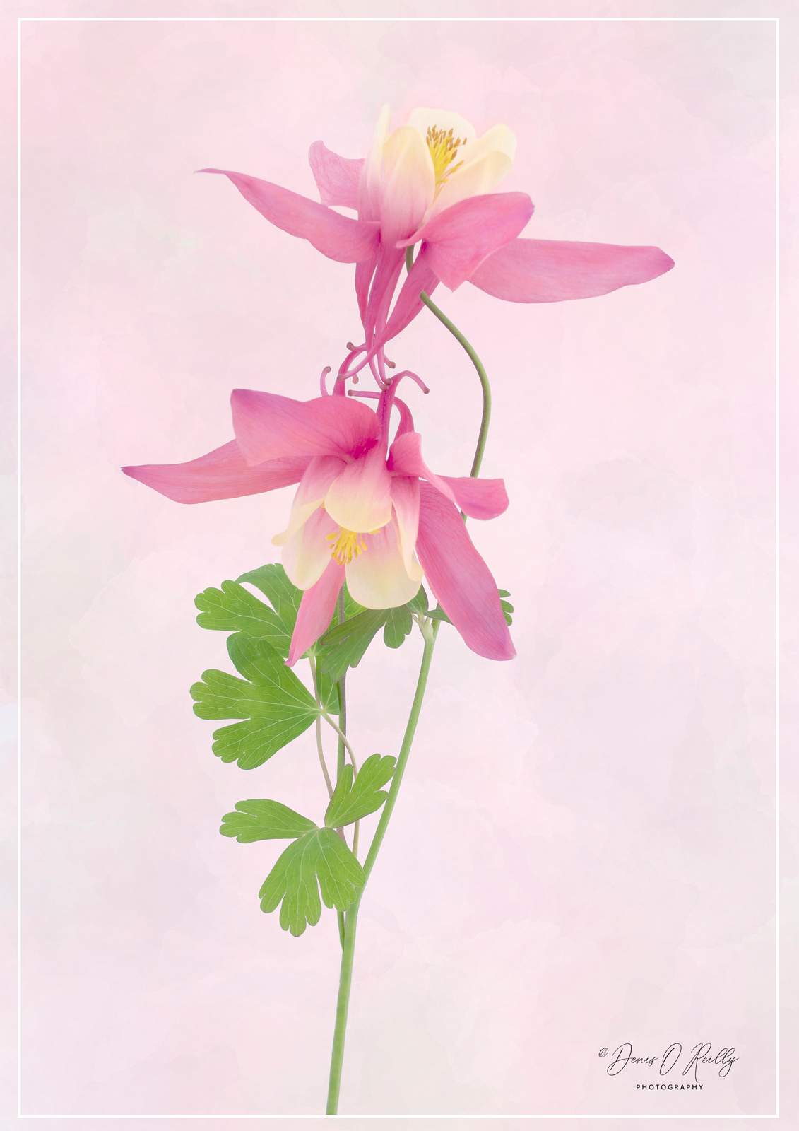 Aquilegia