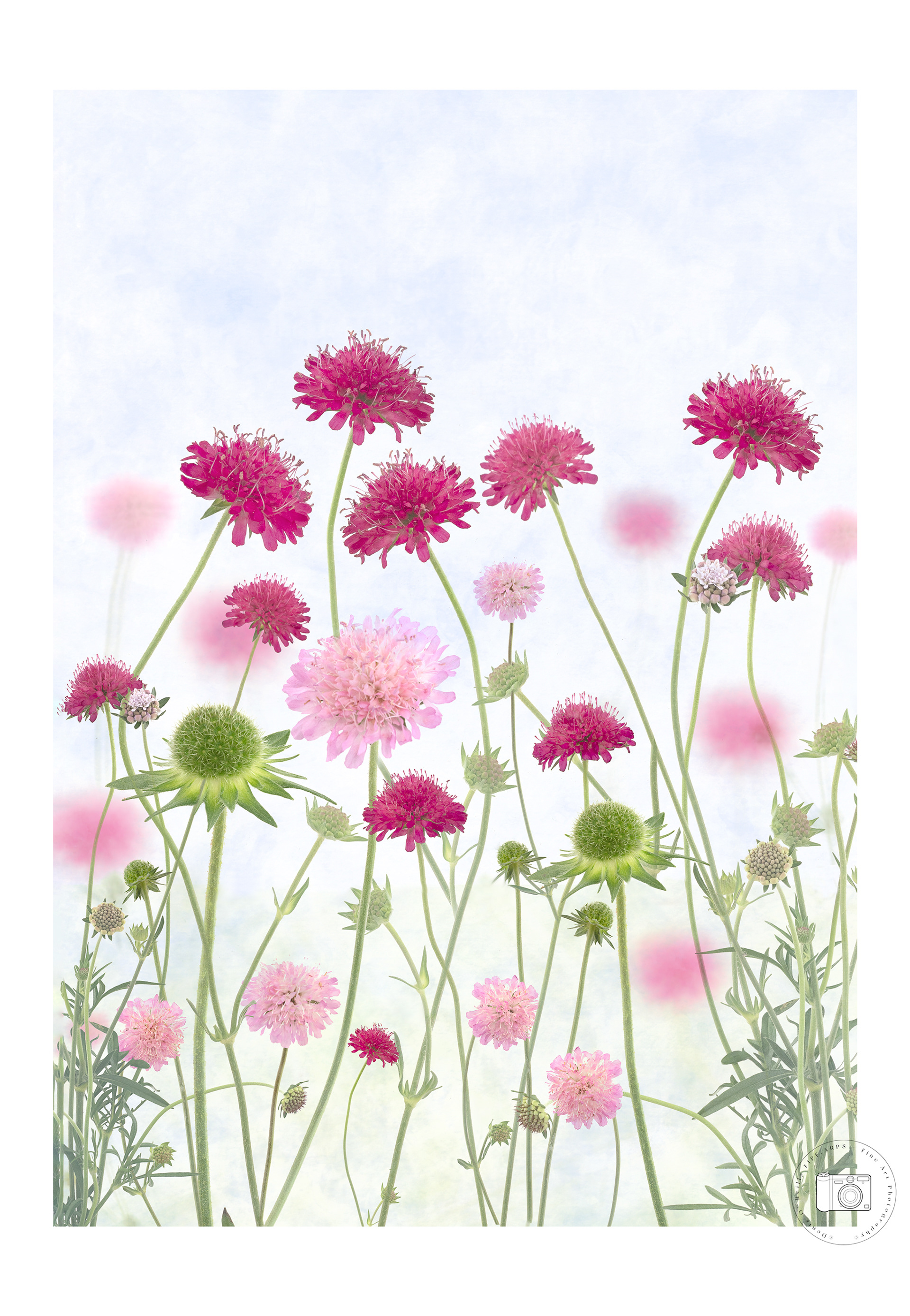 Knautia
