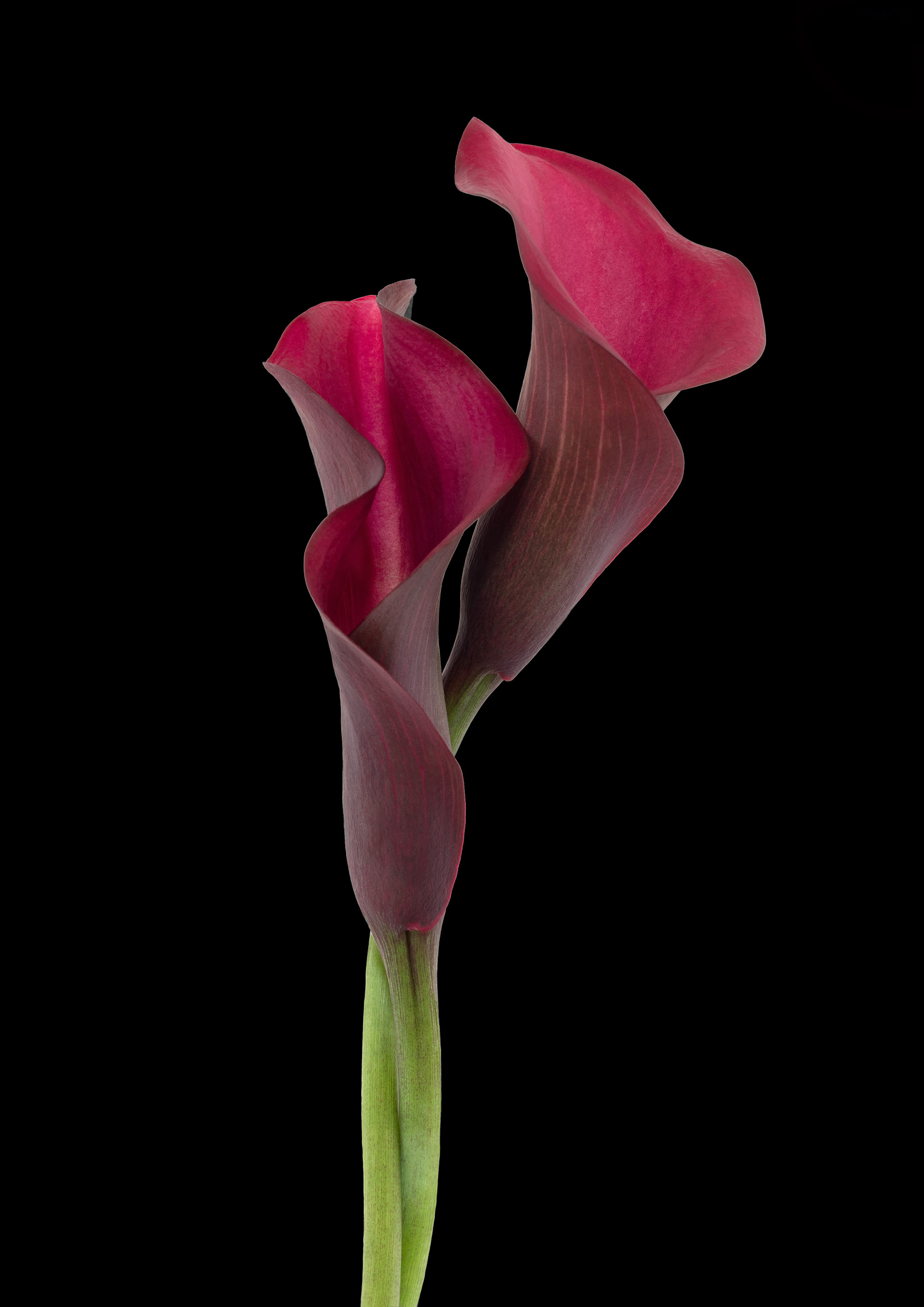 Entwined