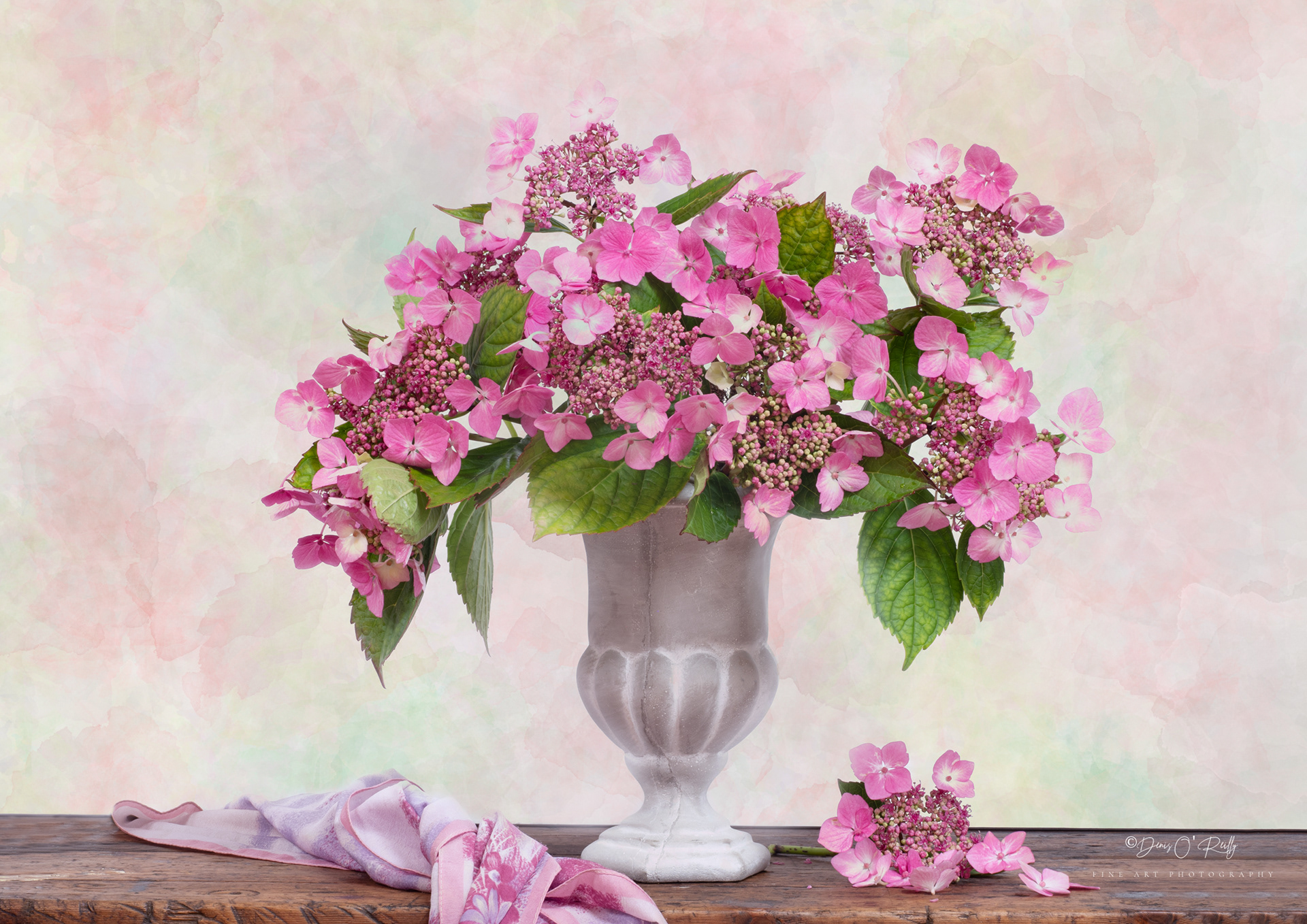 Lace Cap Hydrangeas