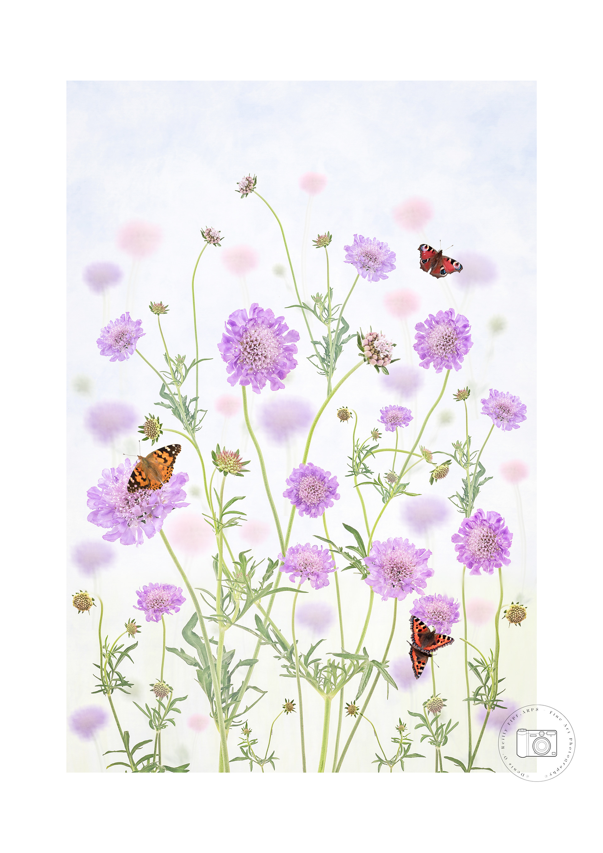 Scabiosa