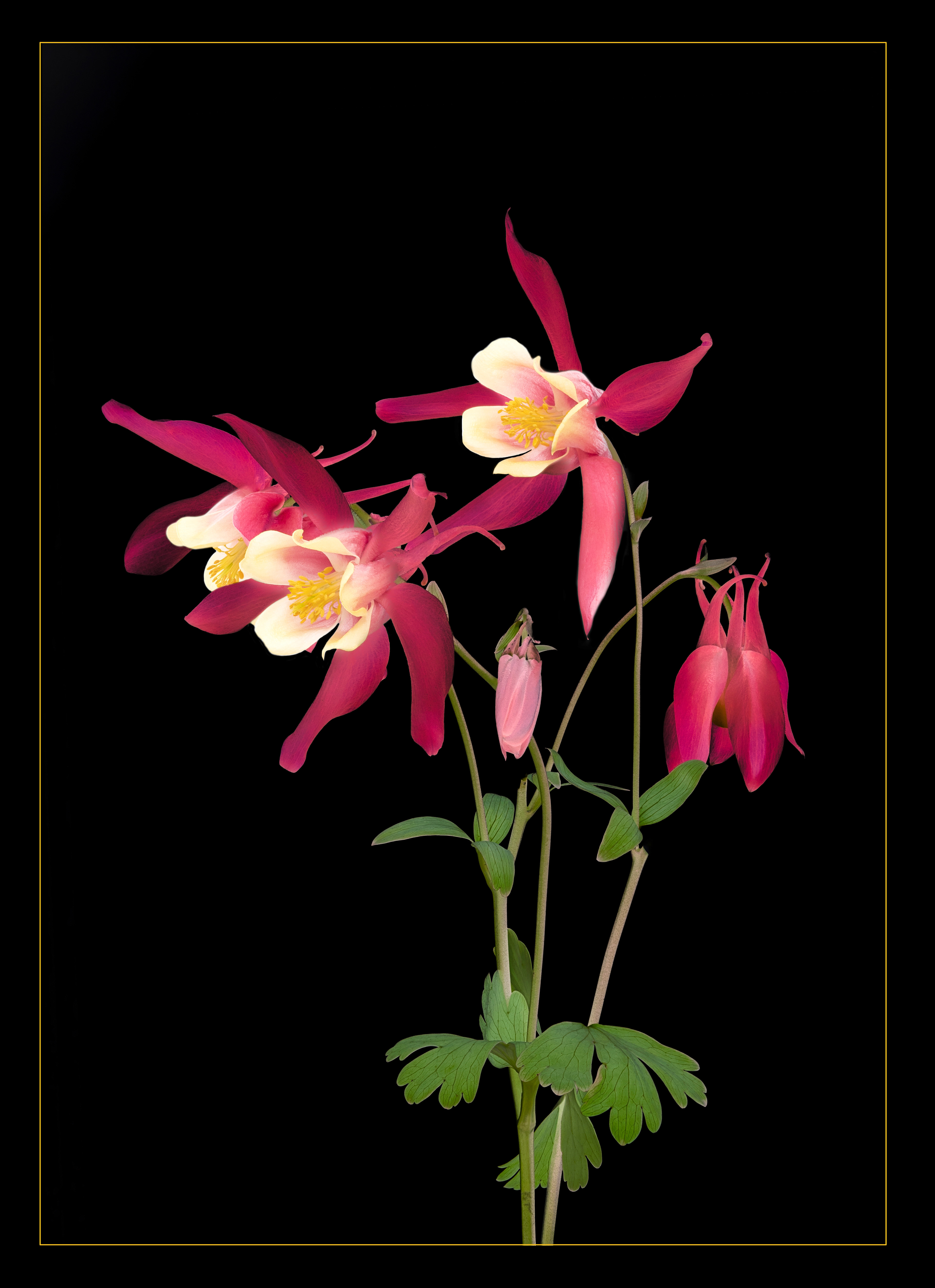 Aquilegia
