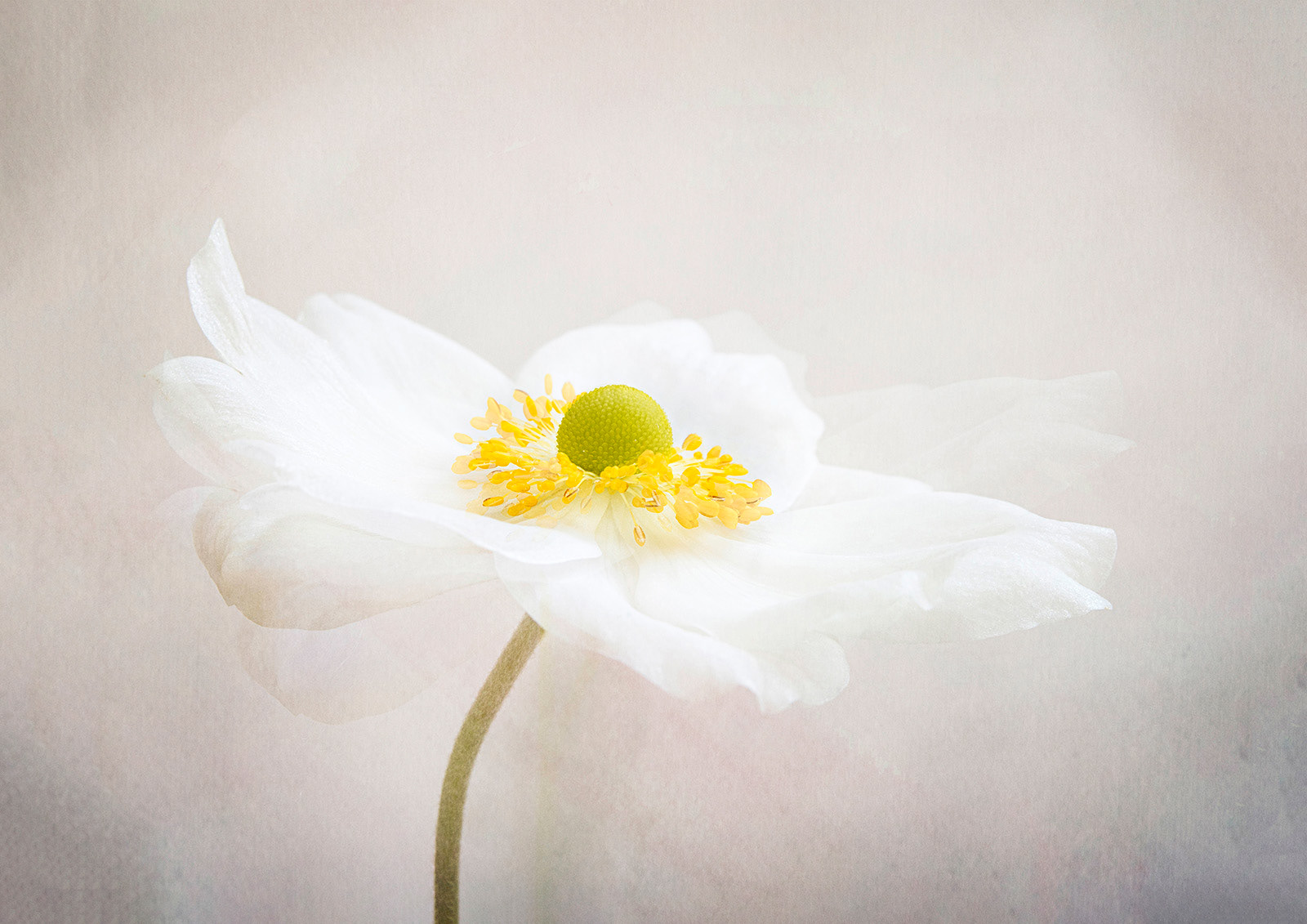 White Anemone