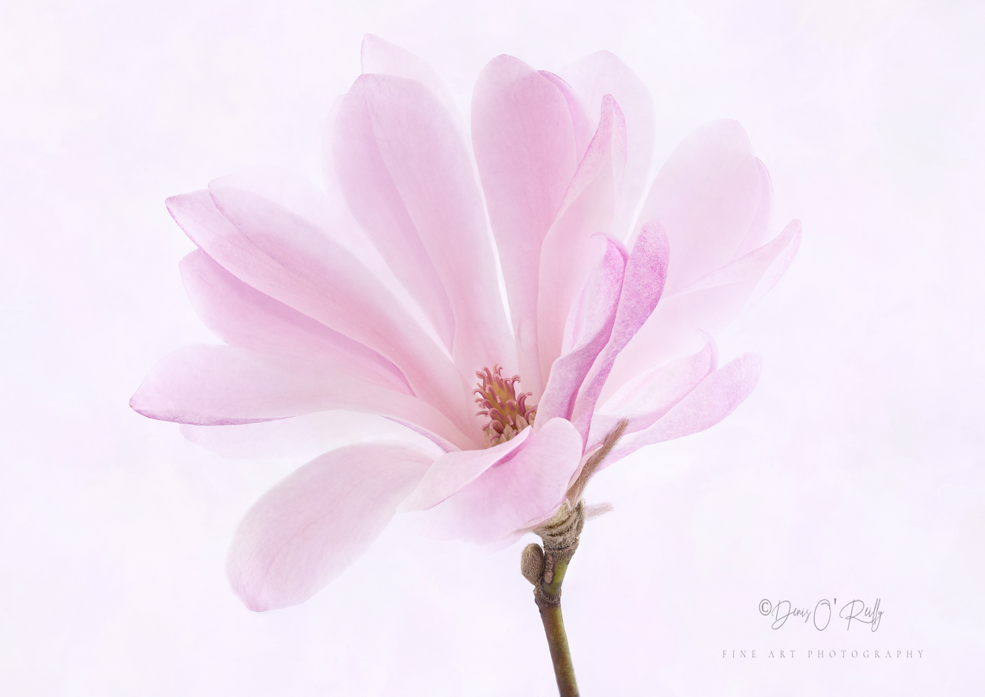 Magnificent Magnolia