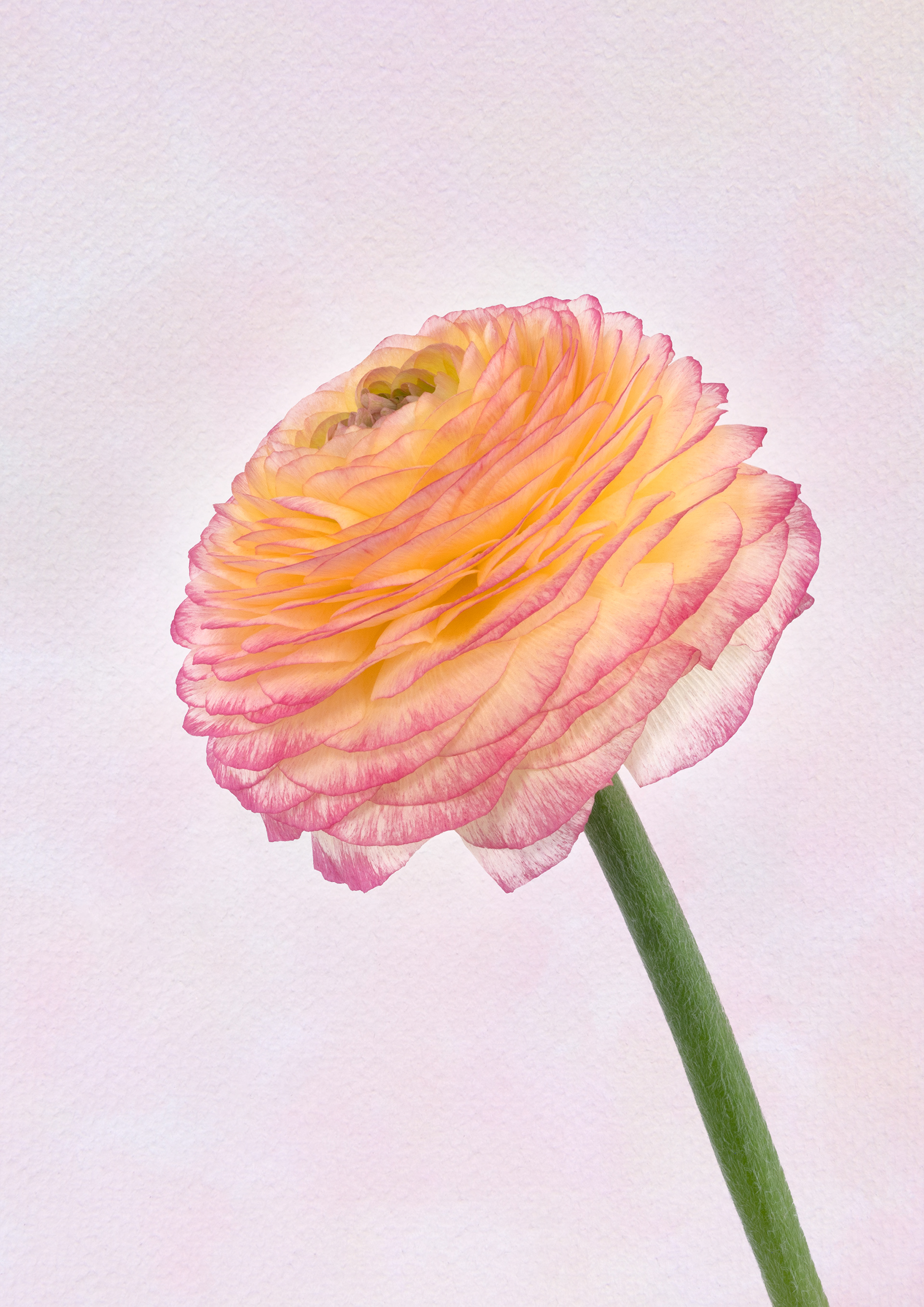 Ranunculus