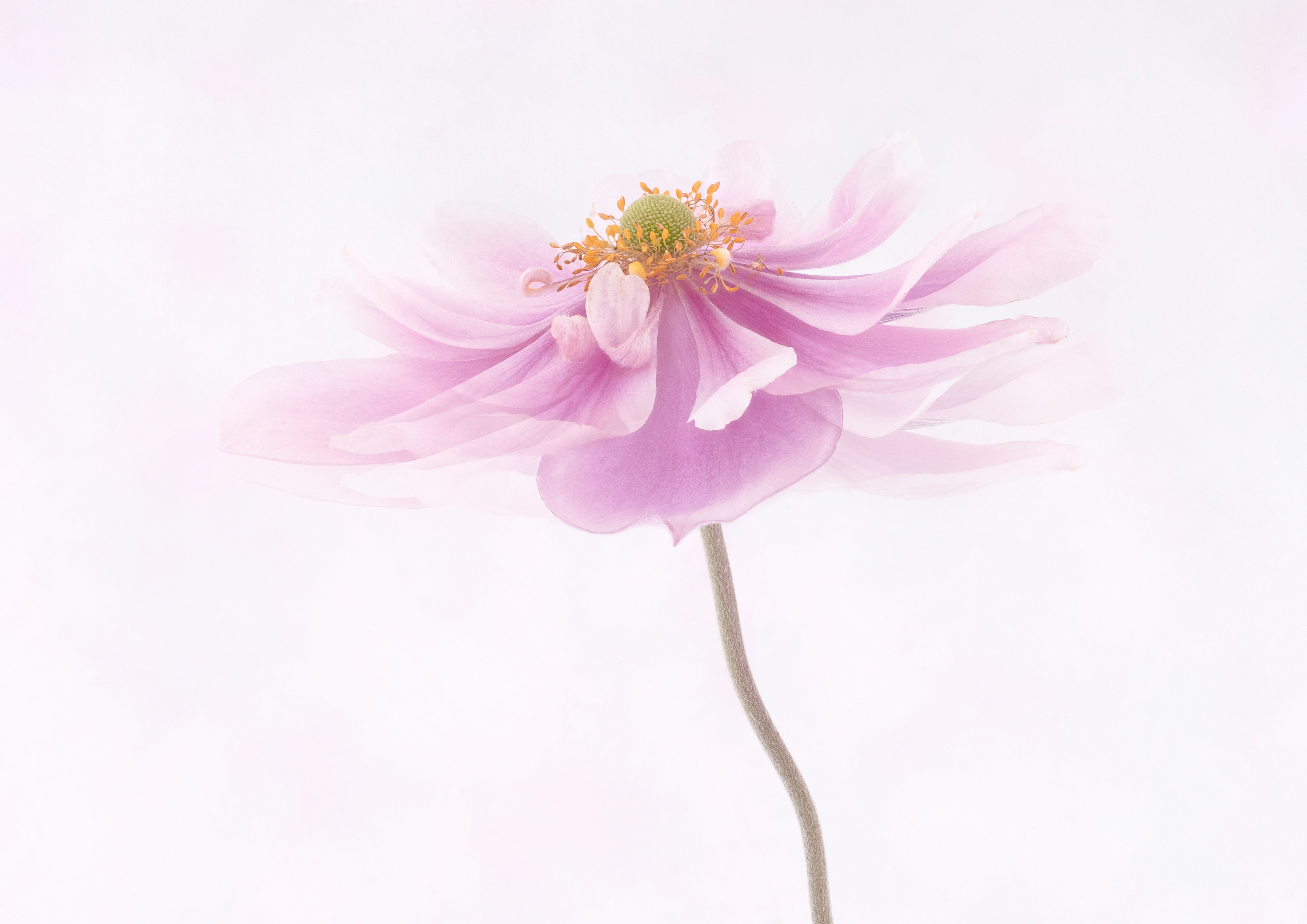 Japanese Anemone