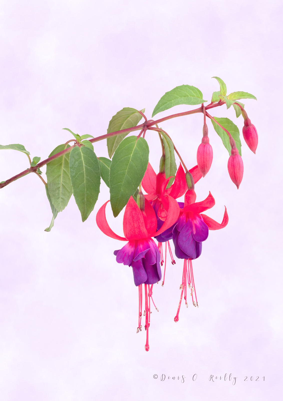 Fuchsia