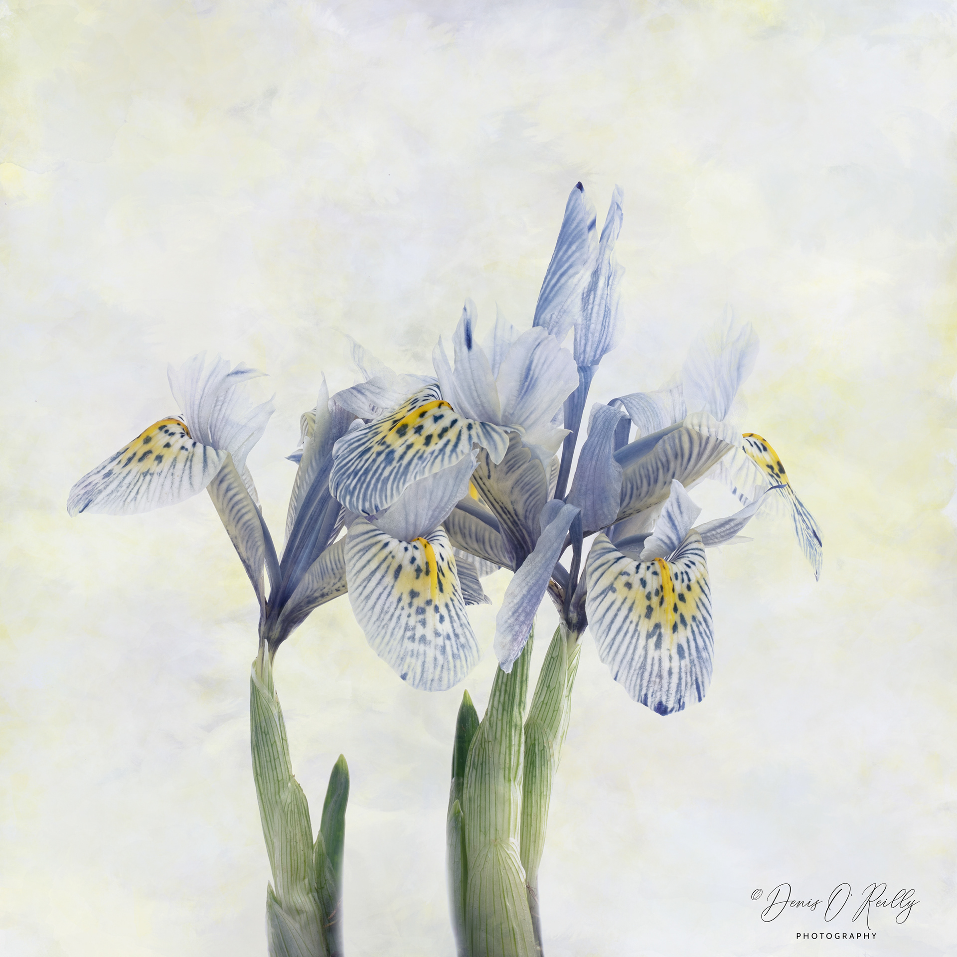 Katharine Hodgkin Iris