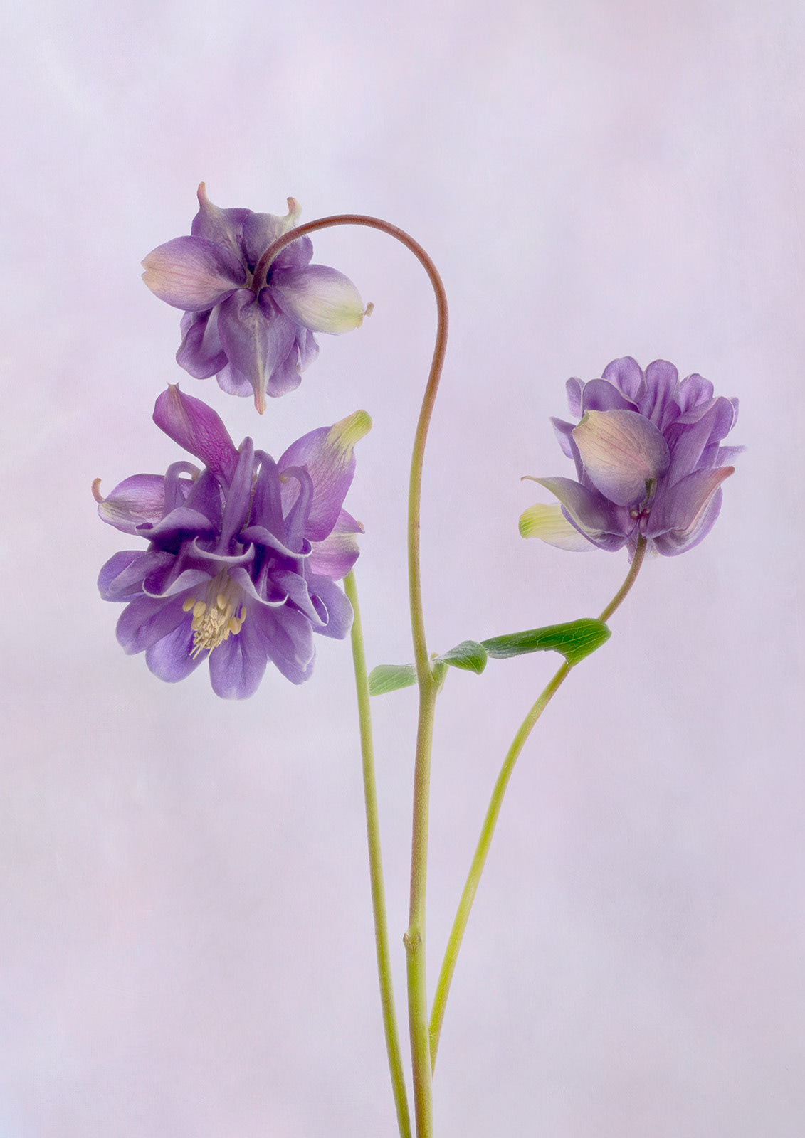 Aquilegia