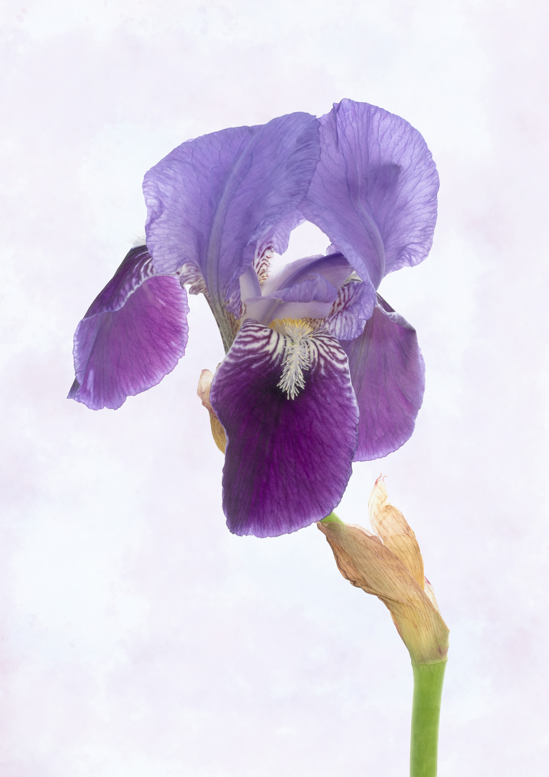 Purple Iris