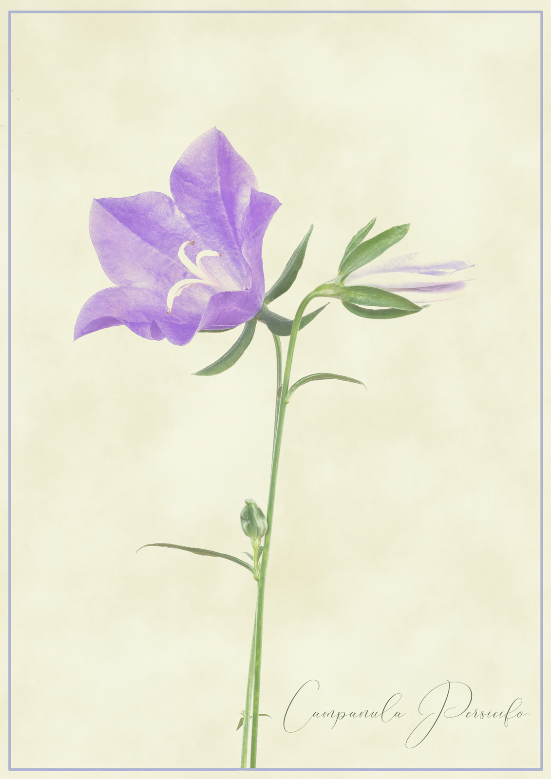 Campanula