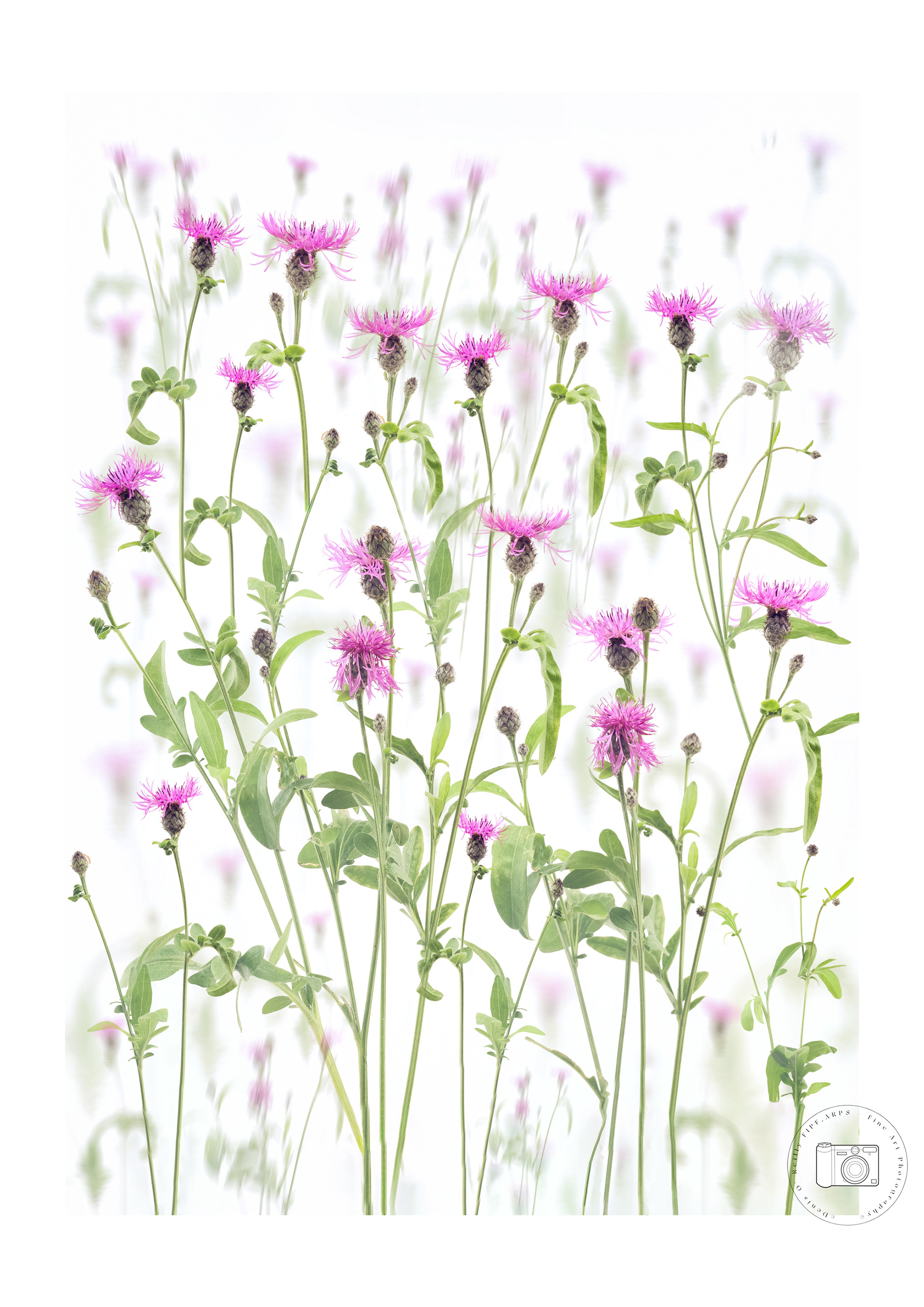 Centaurea