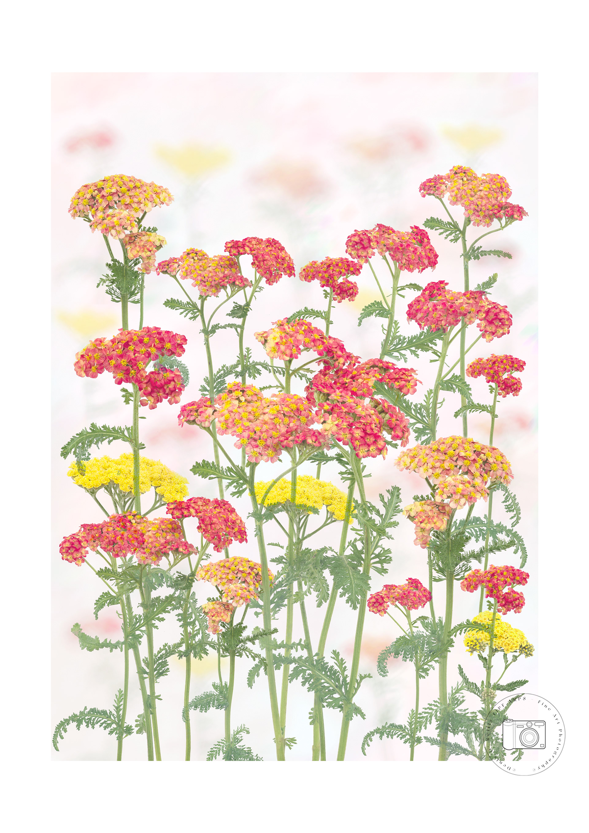 Achillea