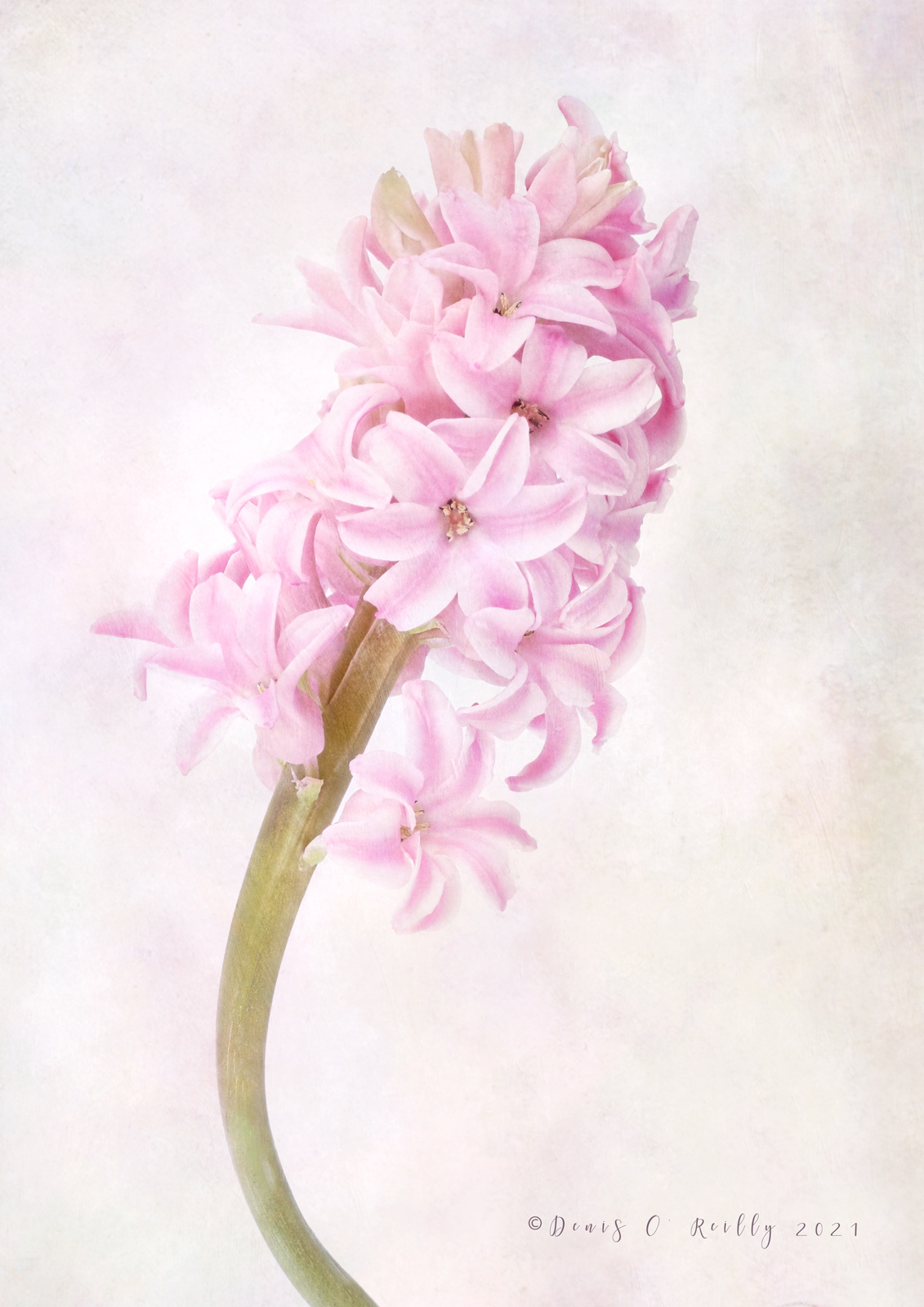 Hyacinth