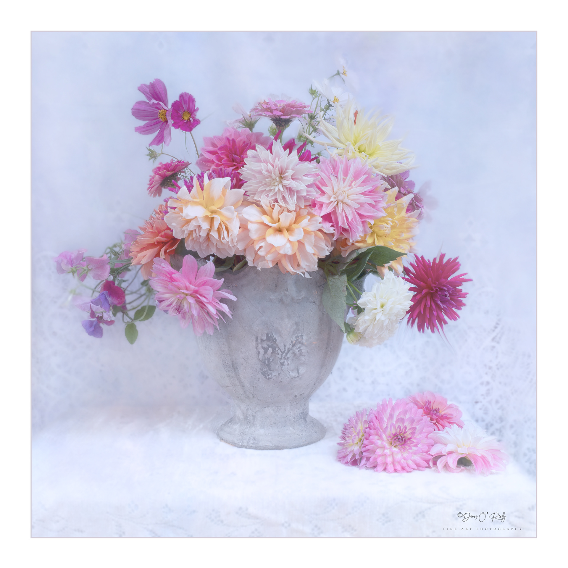 Multi colour dahlias