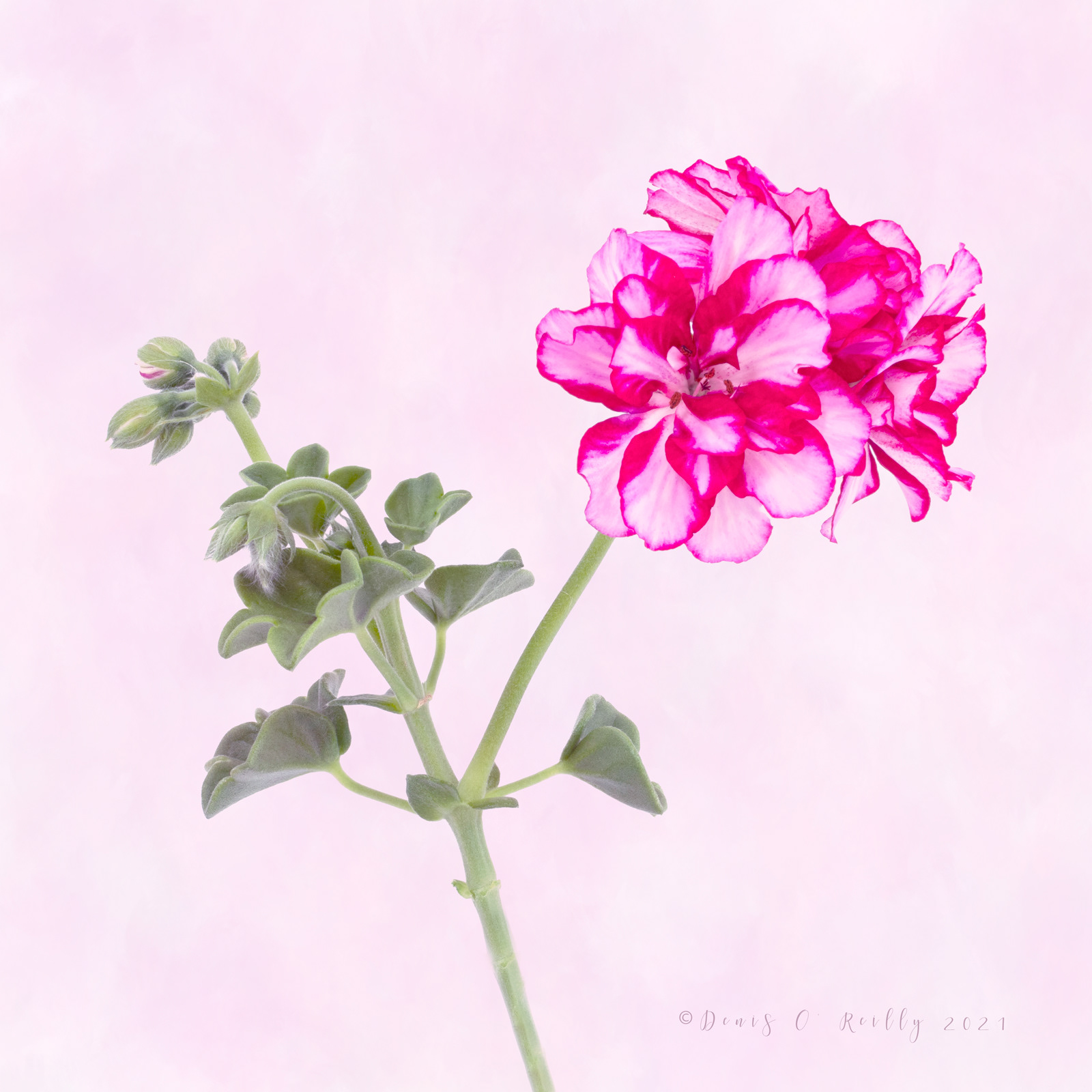 Geranium