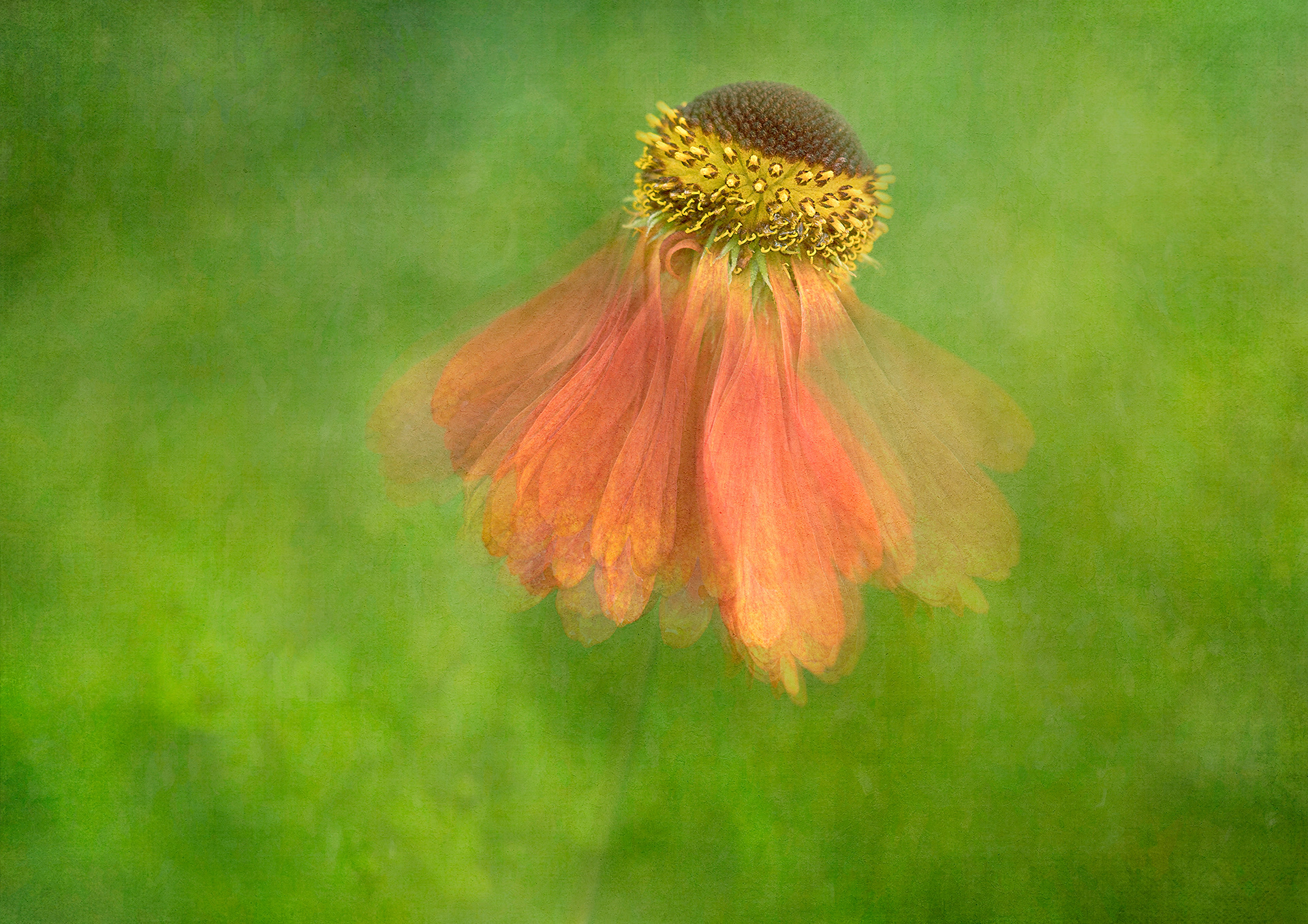 Helenium