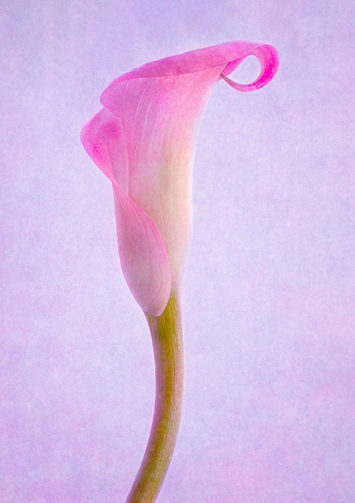 Calla Lily