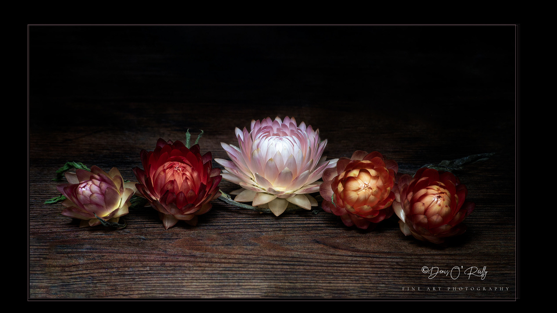 Strawflowers