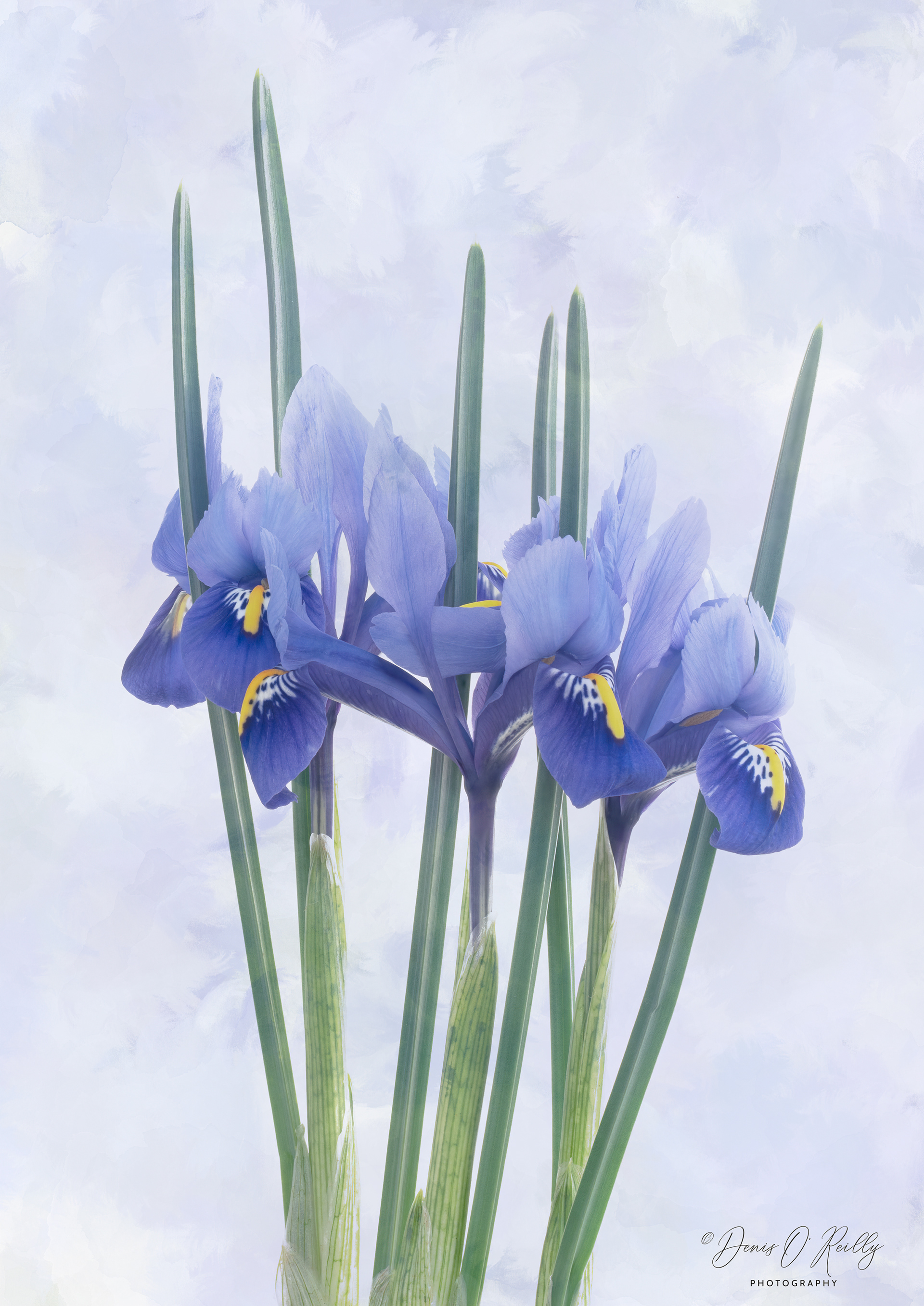 Harmony Iris