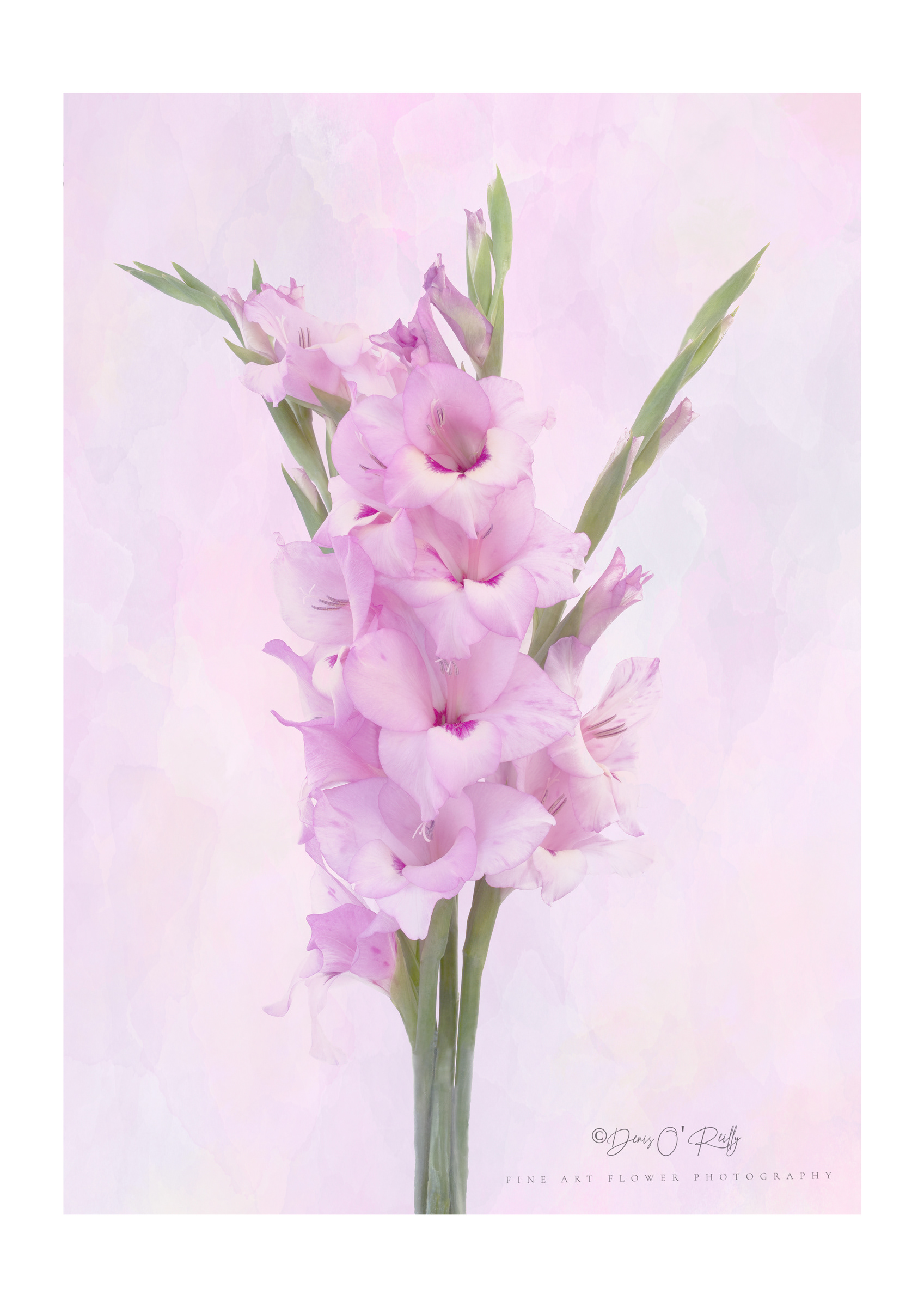 Gladioli