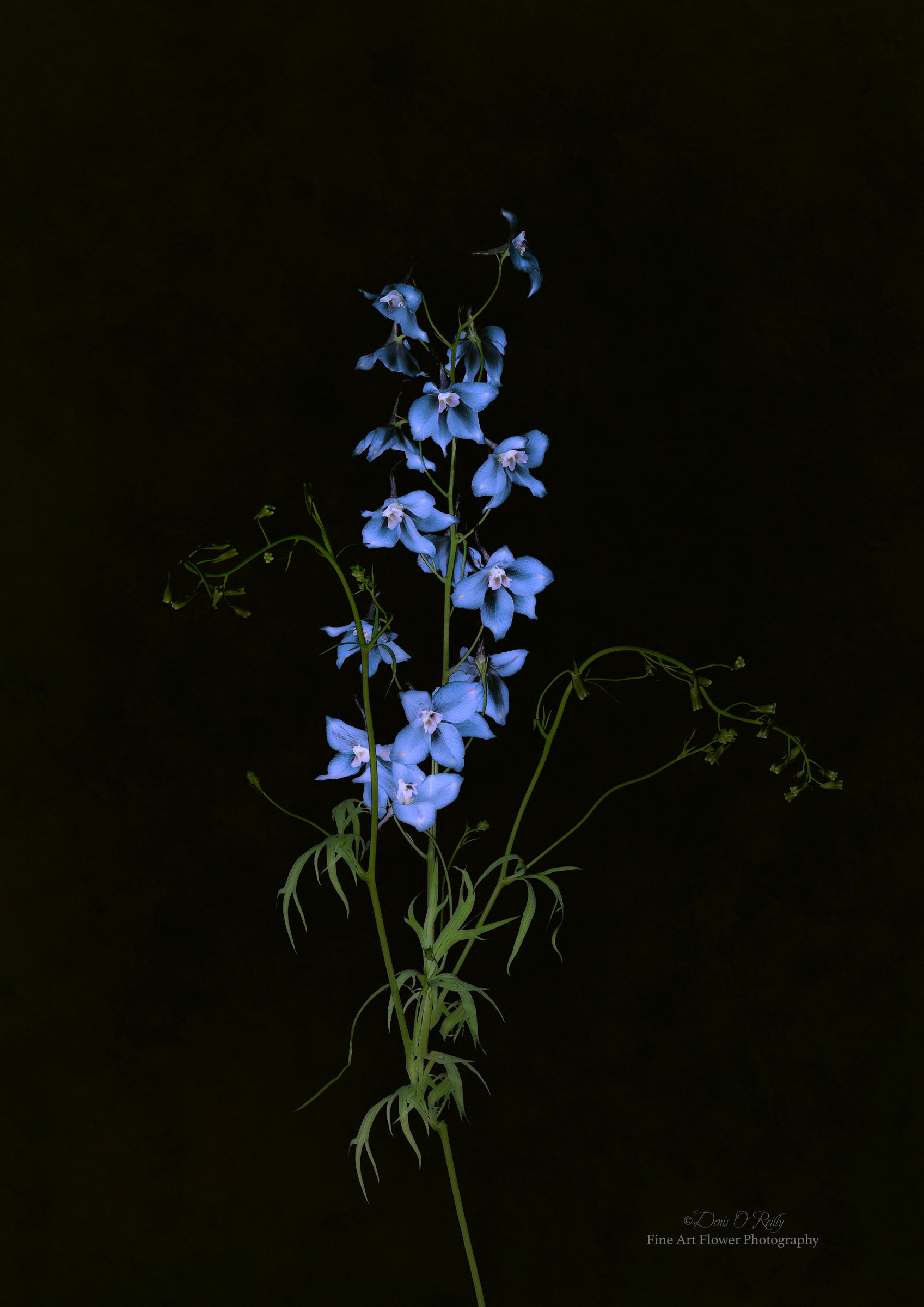 Delphinium