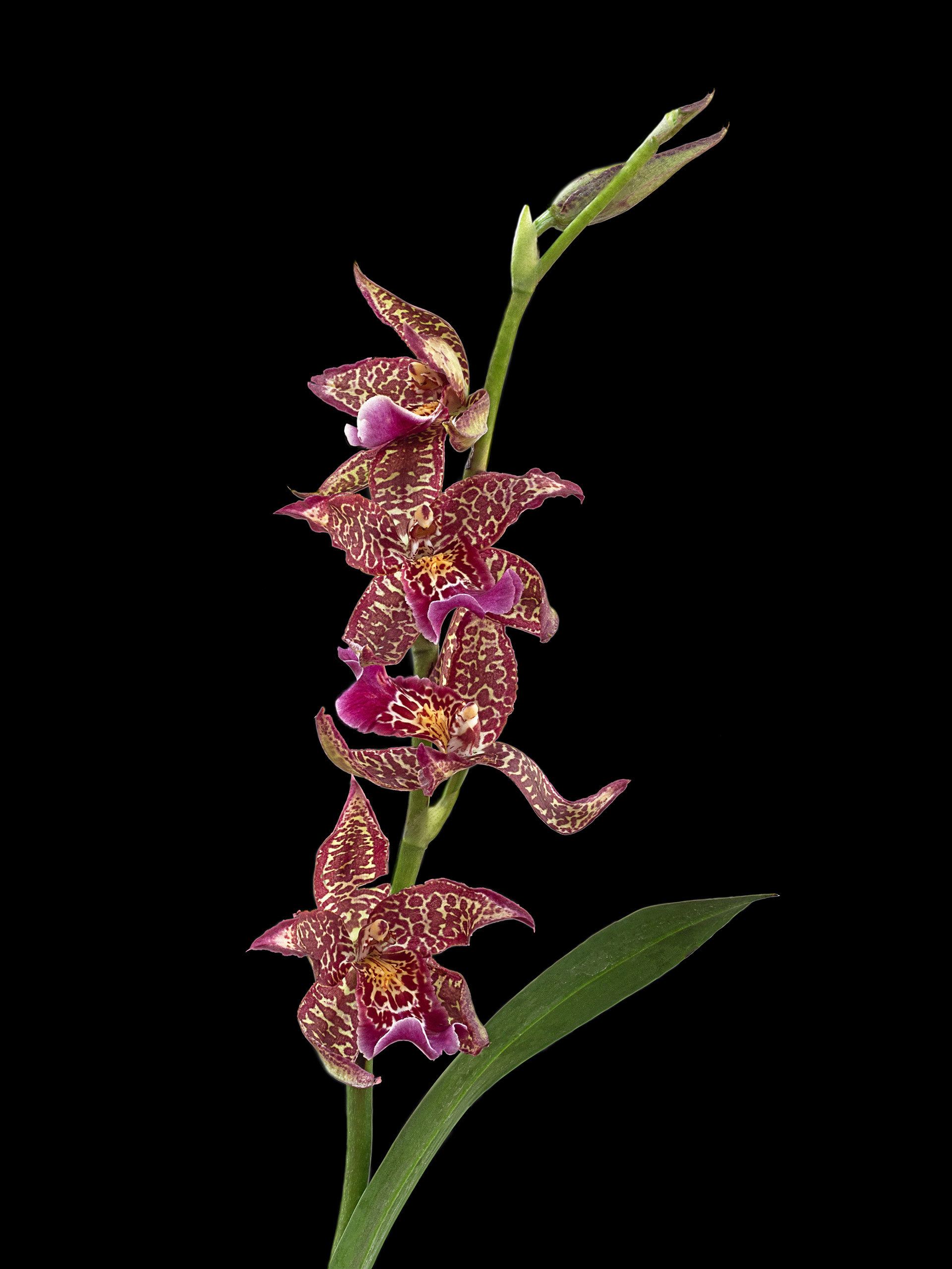 Tiger Orchid