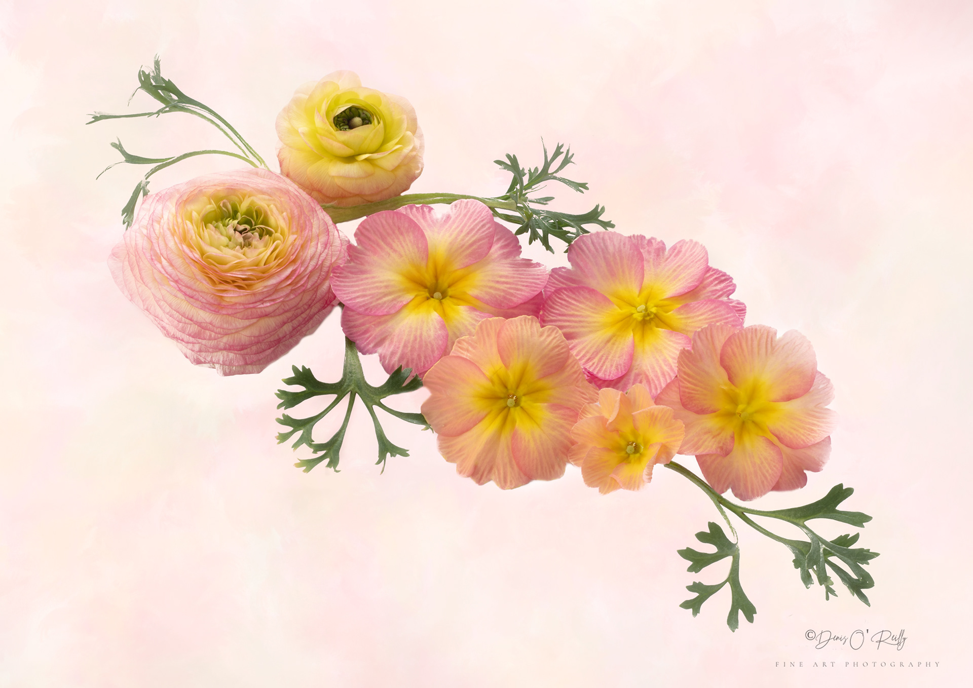 Ranunculus and Polyanthus