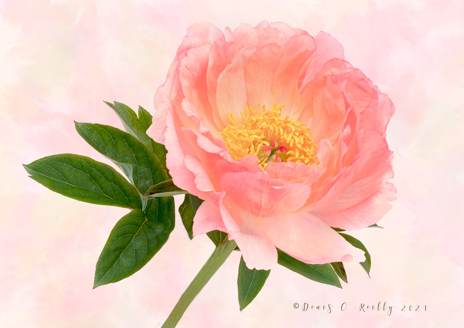 Peony Coral Sunset