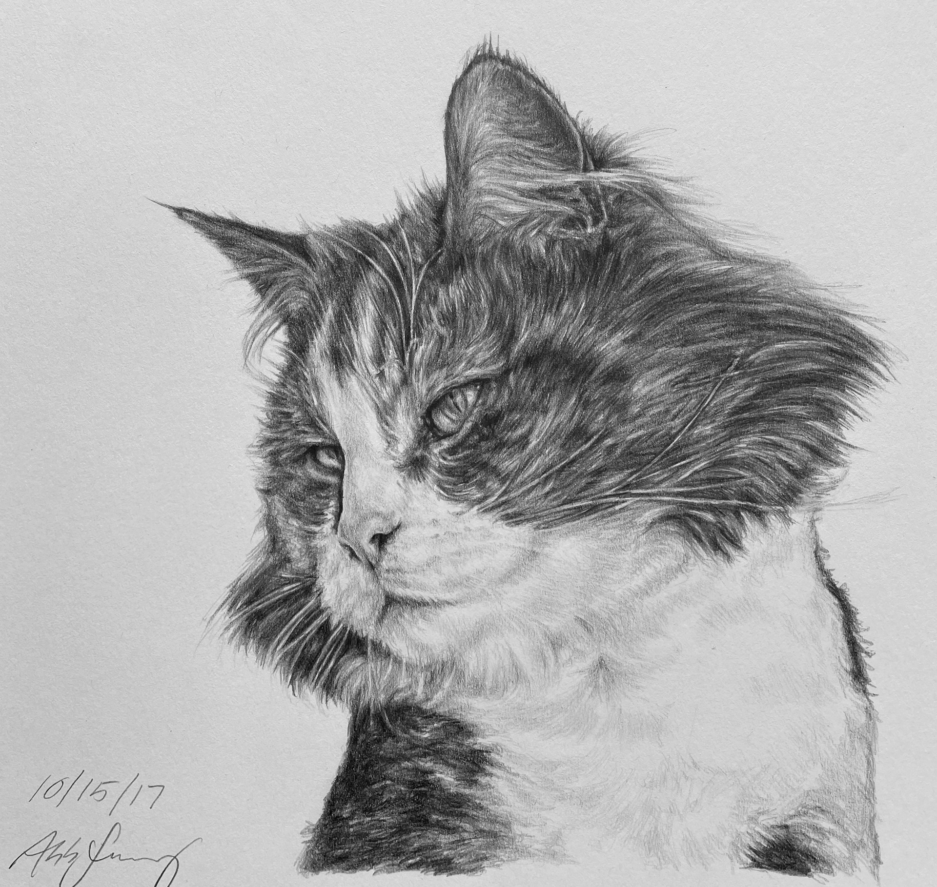 (Age 20) Cat