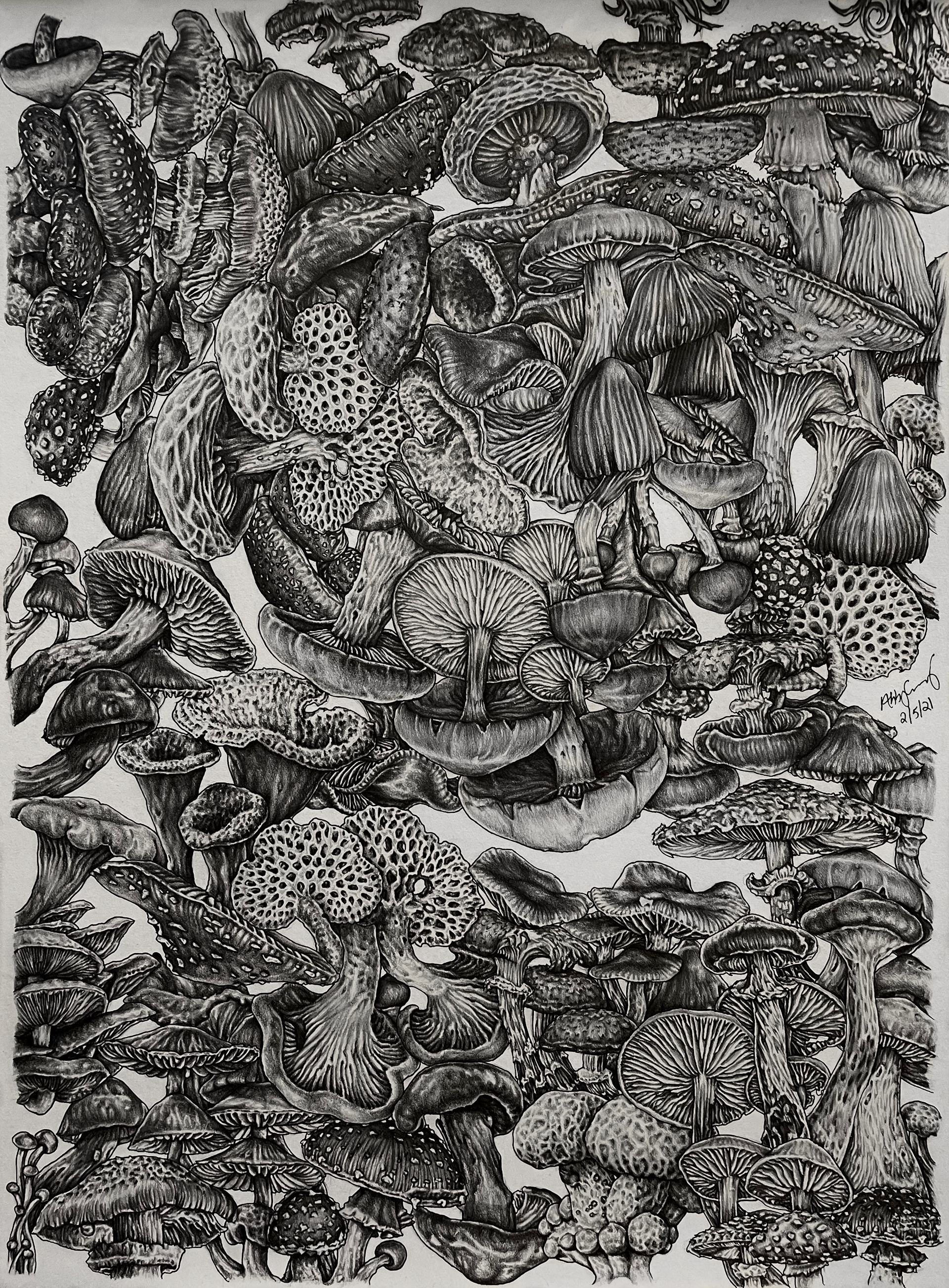 (Age 23) Mushroom Commission