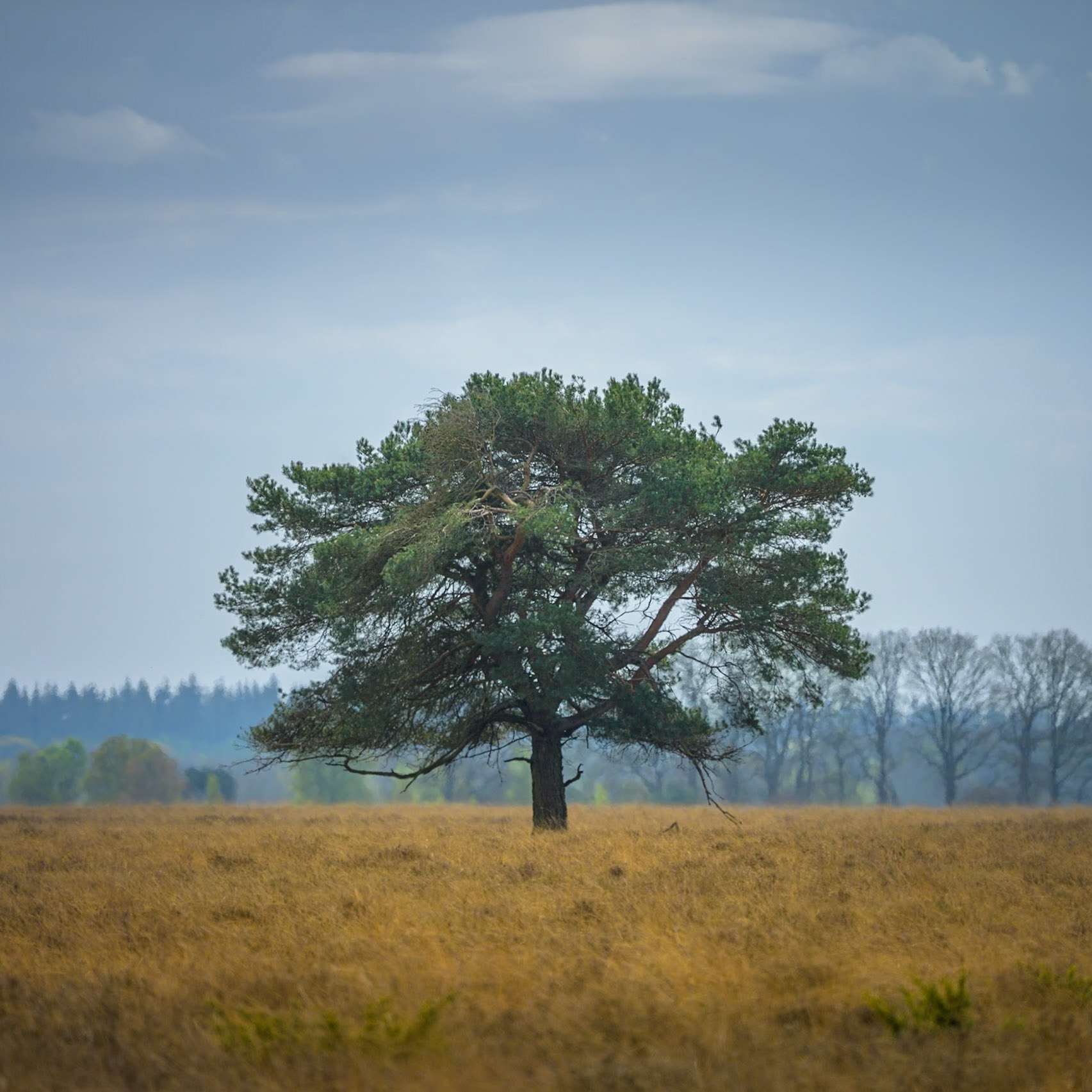 Allein - Manches braucht Abstand, um sichtbar zu werden.©Mirko Fleitmann